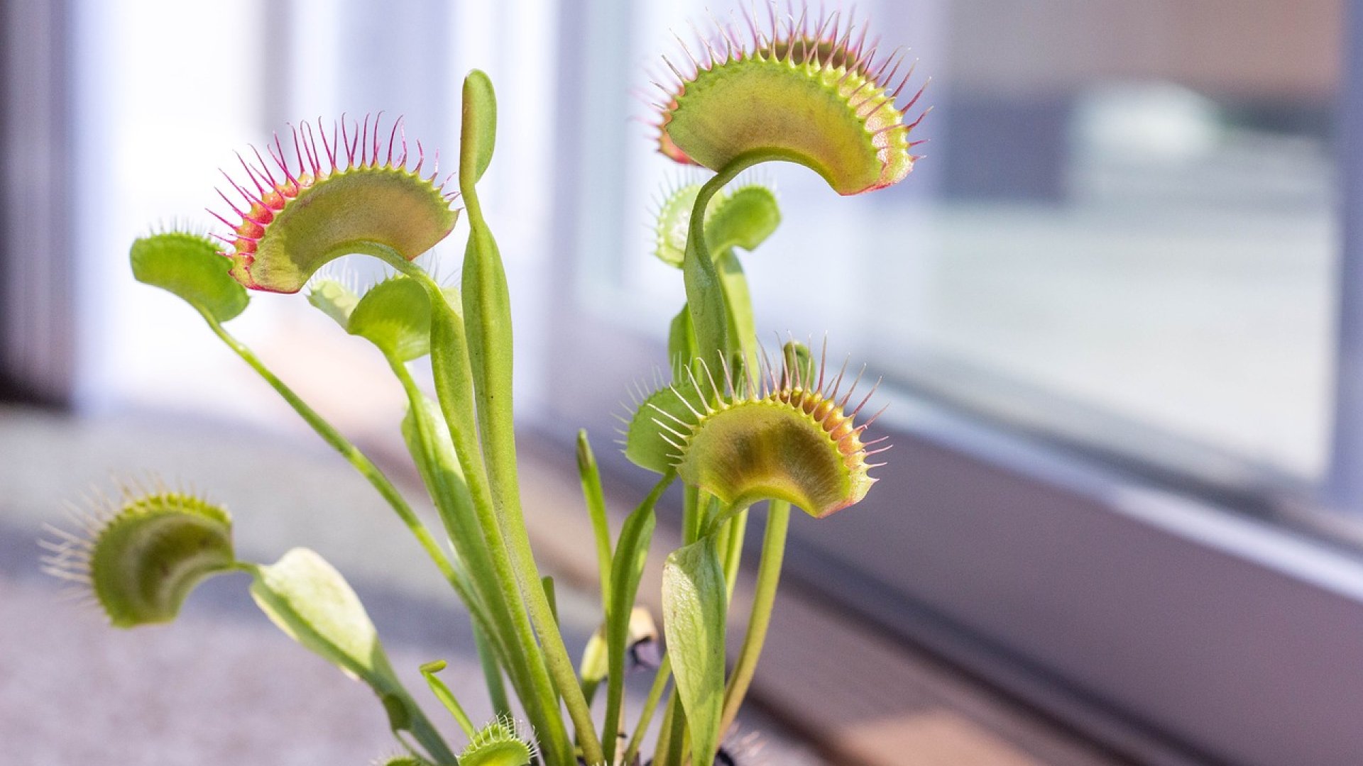 Különleges növényt tartanál? Mutatok egyet!