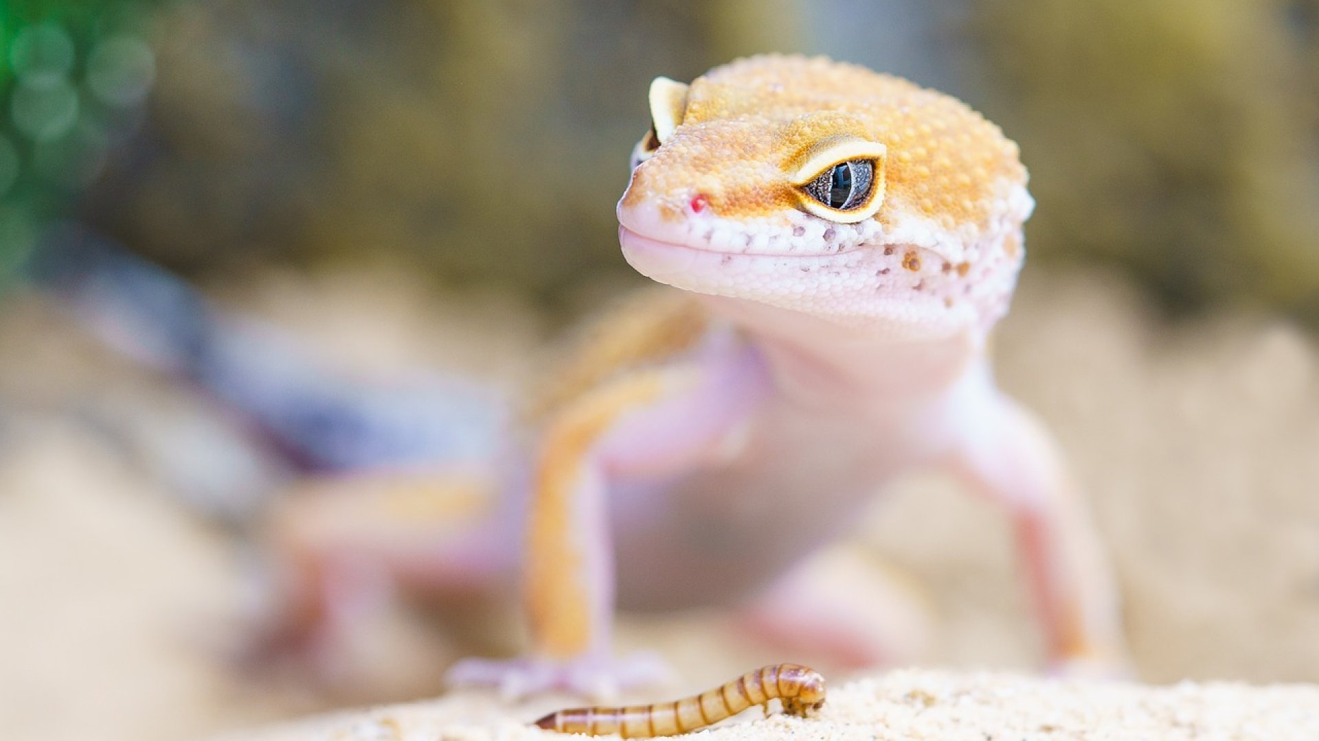 5 extrémebb háziállat 5 extrémebb háziállat