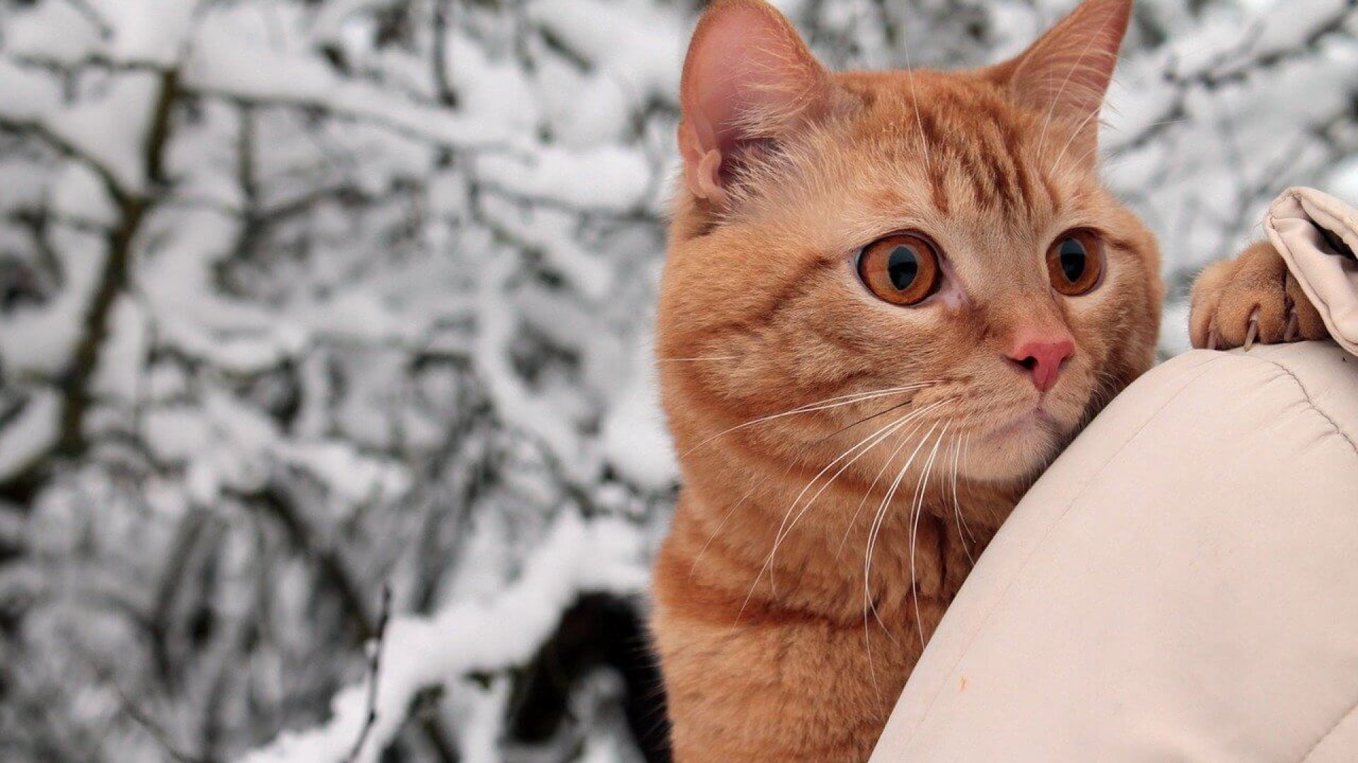 Minden, amit a macskák betegségéről tudni kell a téli időszakban