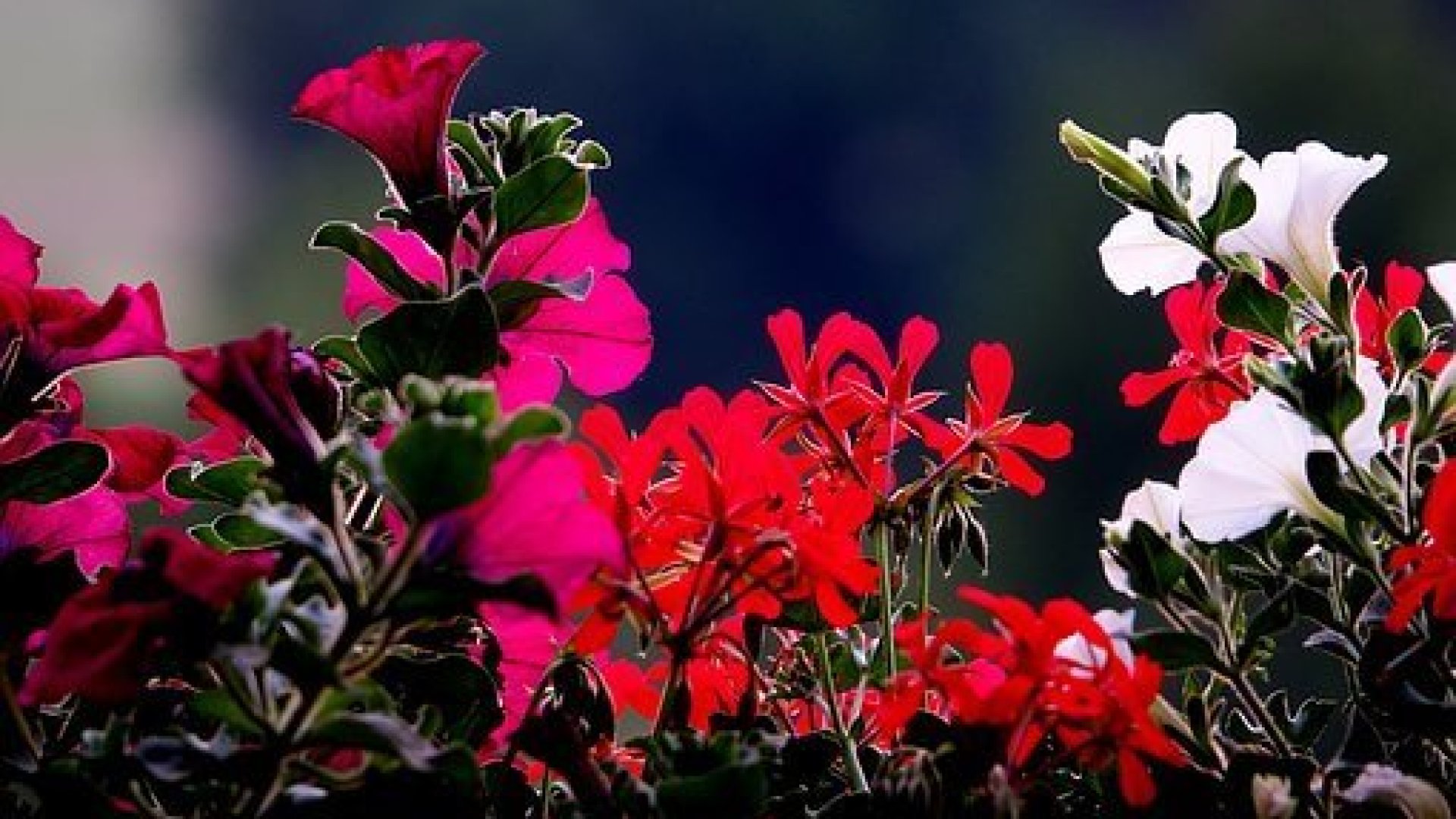 Mit csinálj februárban az erkélyeden, teraszodon?