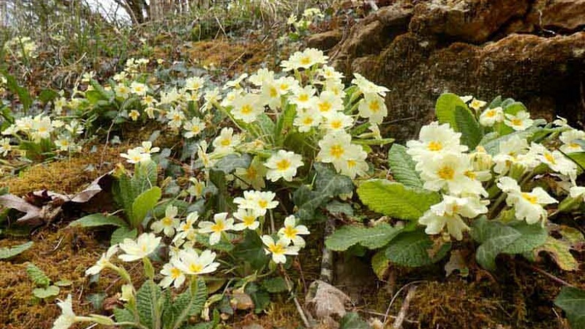 3 növény, amivel fel tudod dobni téli kerted