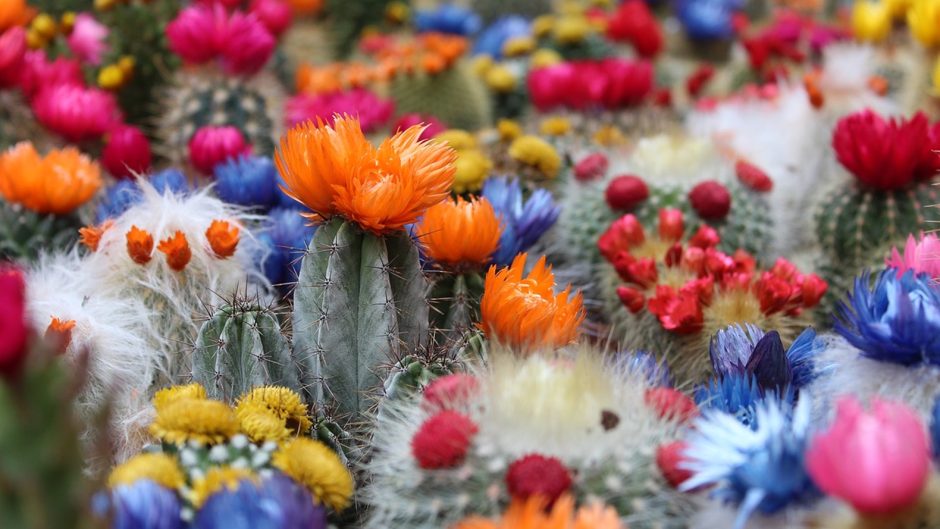 Így gondozd a télálló kaktuszokat