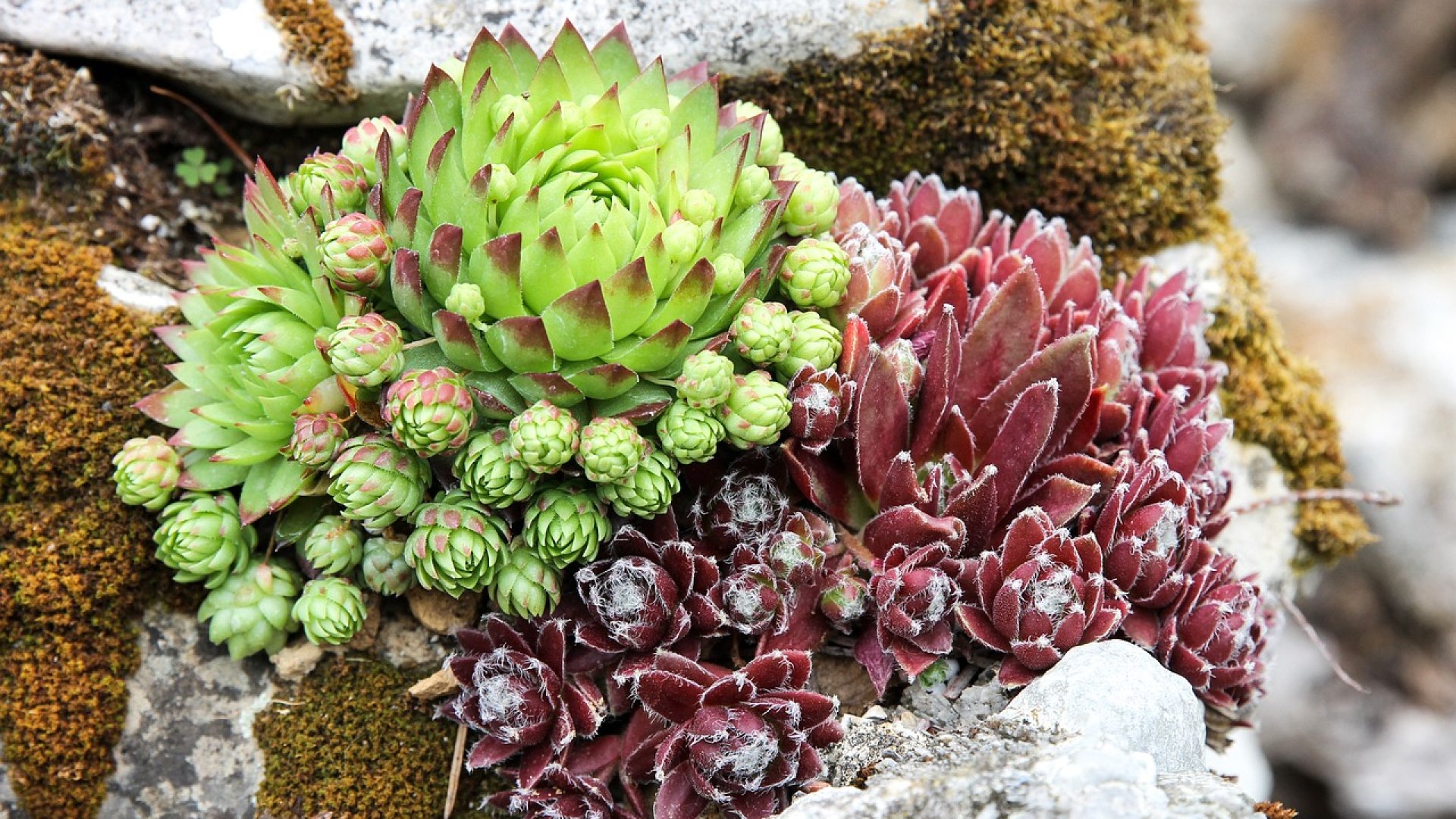 Még 5 sziklakerti növény, amit imádni fogsz! 