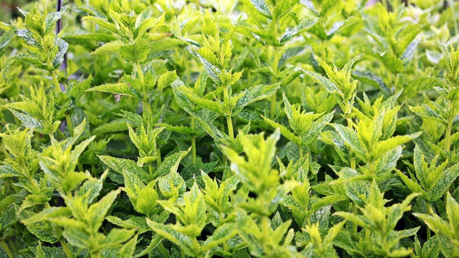 A menta gyógyhatásai A menta gyógyhatásai
