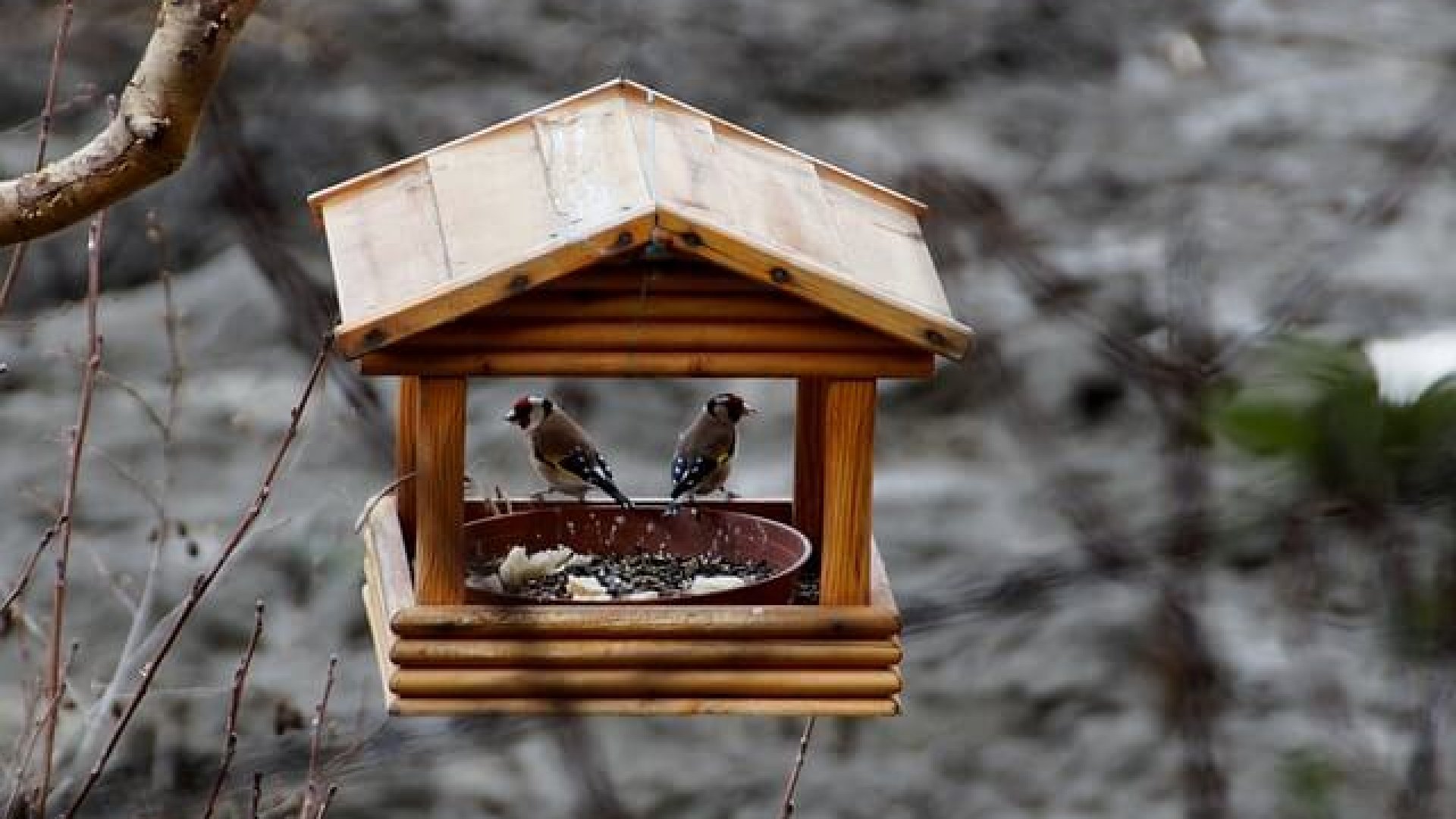 Milyen etetőt válasszak madaraim részére?