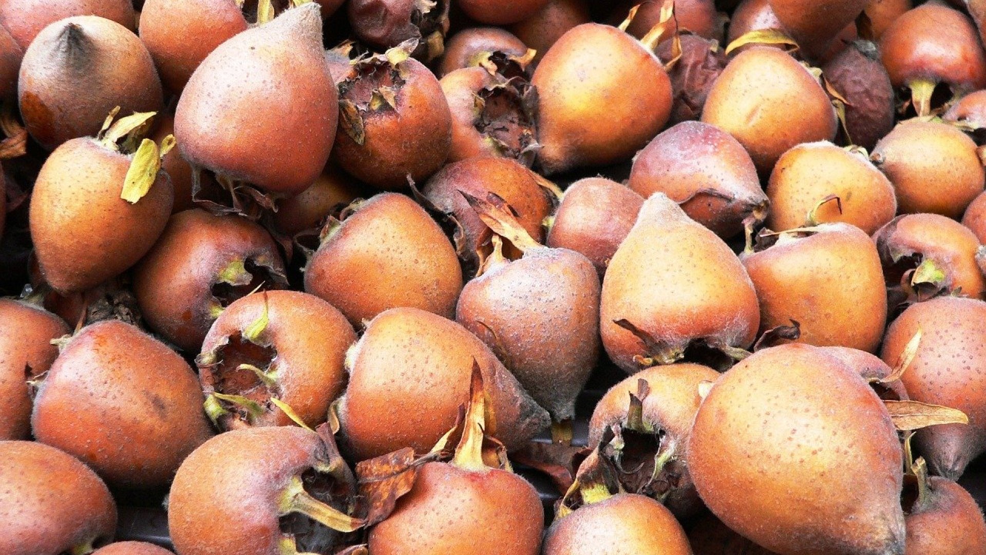 A világ legtökéletesebb finomsága, a naspolya bemutatása