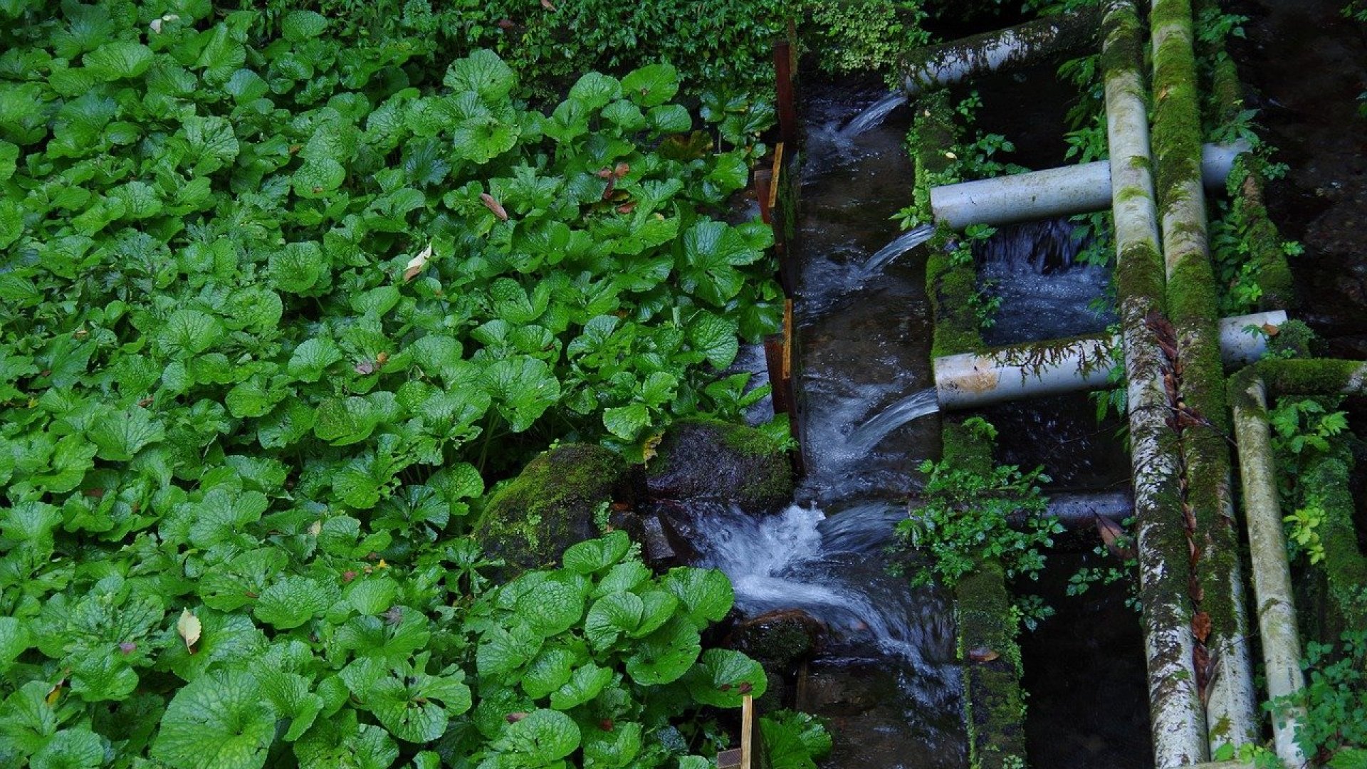 A wasabi termesztésének buktatói - A wasabi növényvédelme