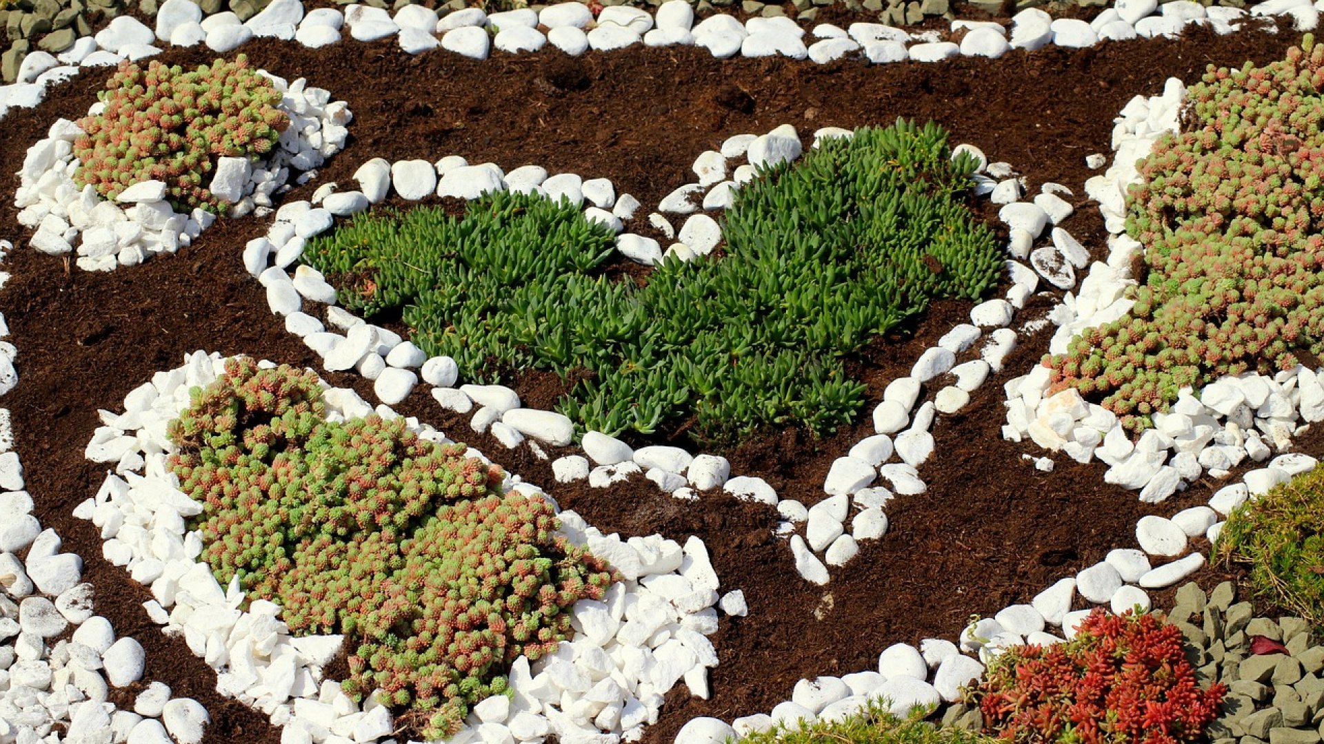 Sziklakerti növények a kertedbe