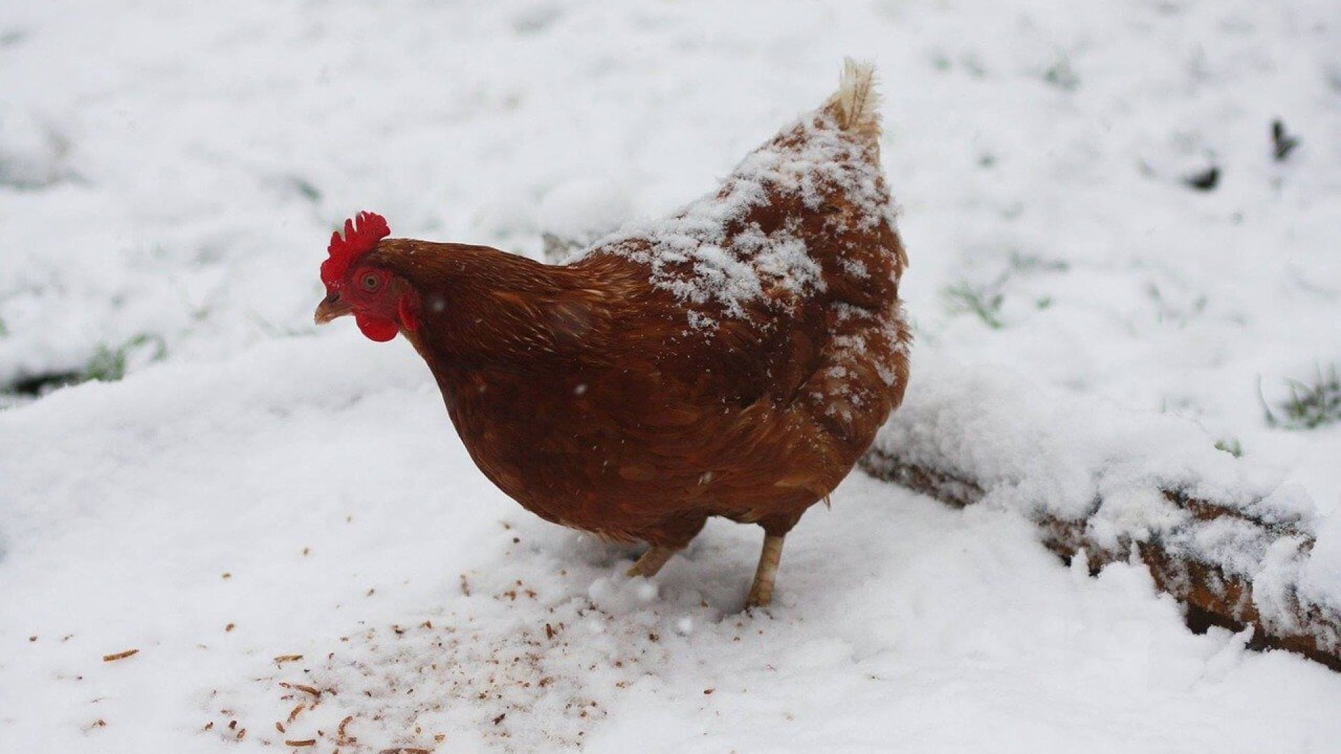 Mikre figyeljünk oda csirkéinknél télen?