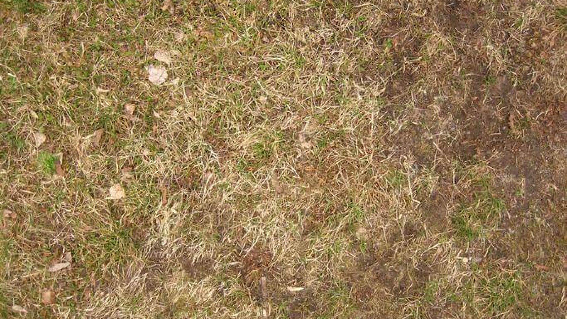 Mitől pusztul el a gyep télen? – A téli elhalás kezelése