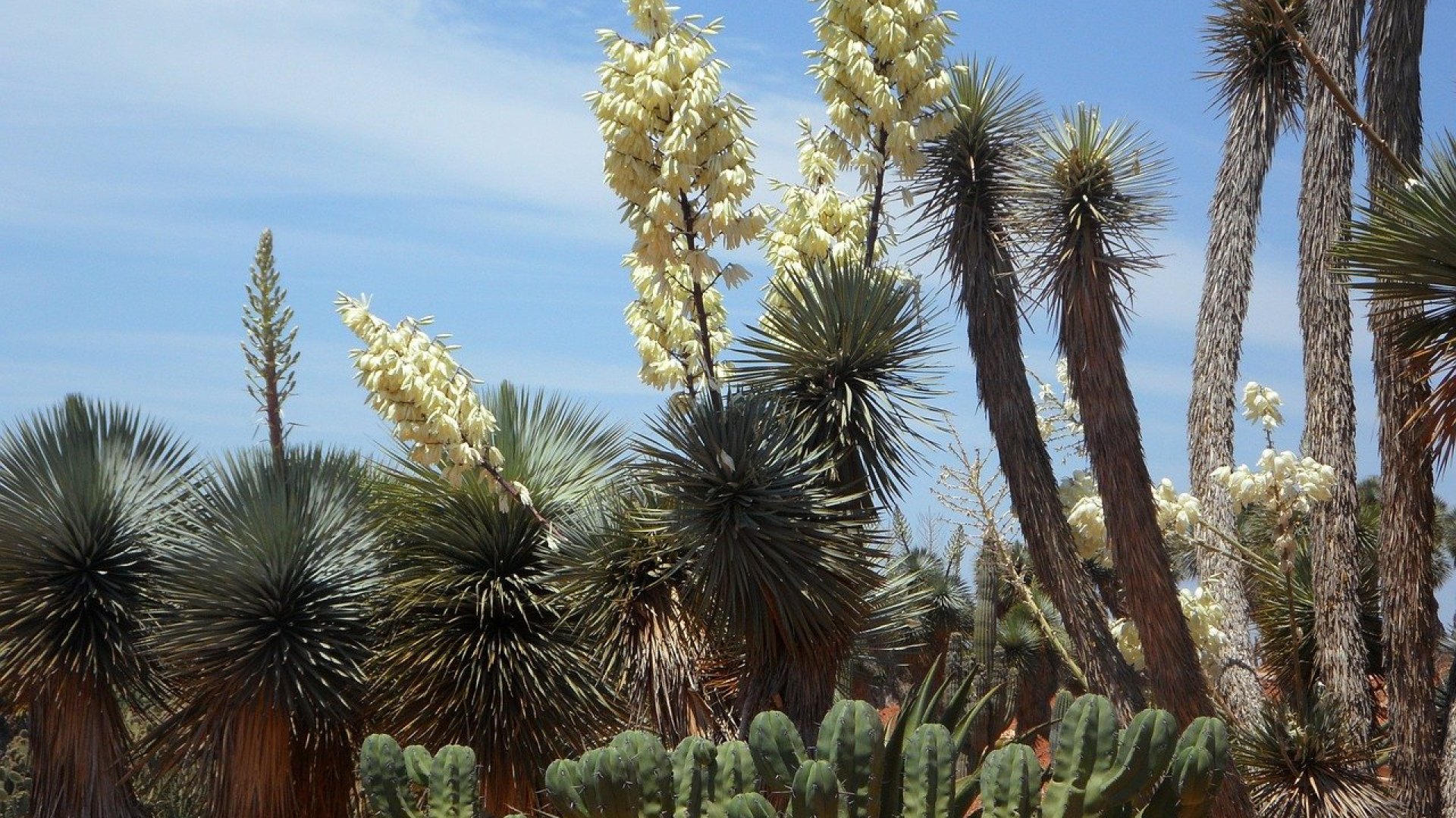 Régen minden ház előtt ott volt - A yucca Régen minden ház előtt ott volt - A yucca