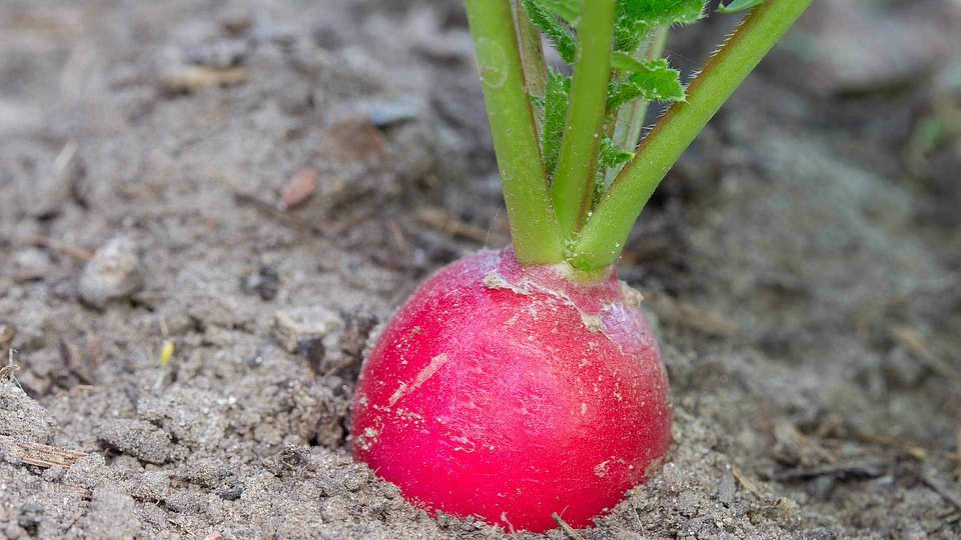 Minden, amit a retekről tudni kell