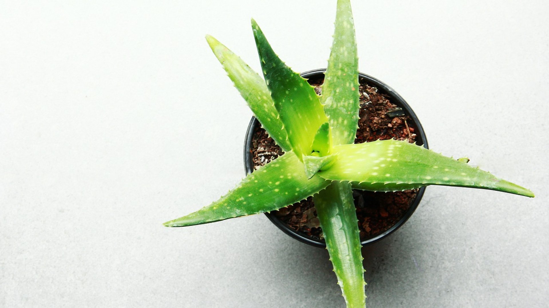 Hogyan ültess otthon aloe verát? Hogyan ültess otthon aloe verát?