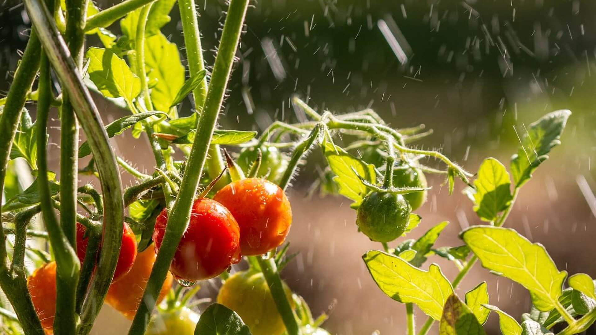 7 növény, melyet napos erkélyeden termeszthetsz - akár télen is