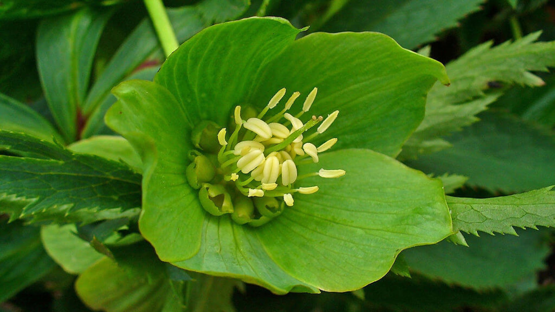10 gyönyörű zöld virág, amikbe te is beleszeretsz majd