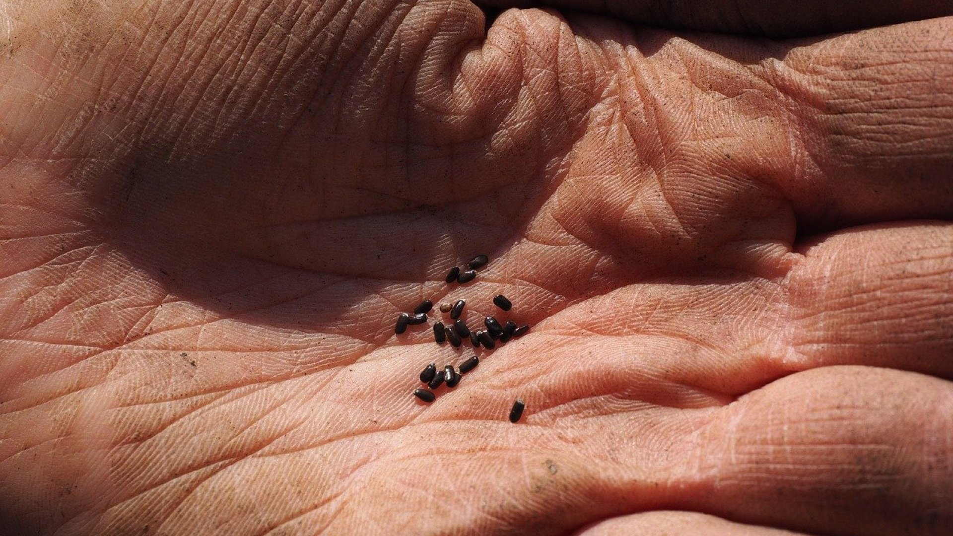 Növények, melyeknek magját januárban kell vetni