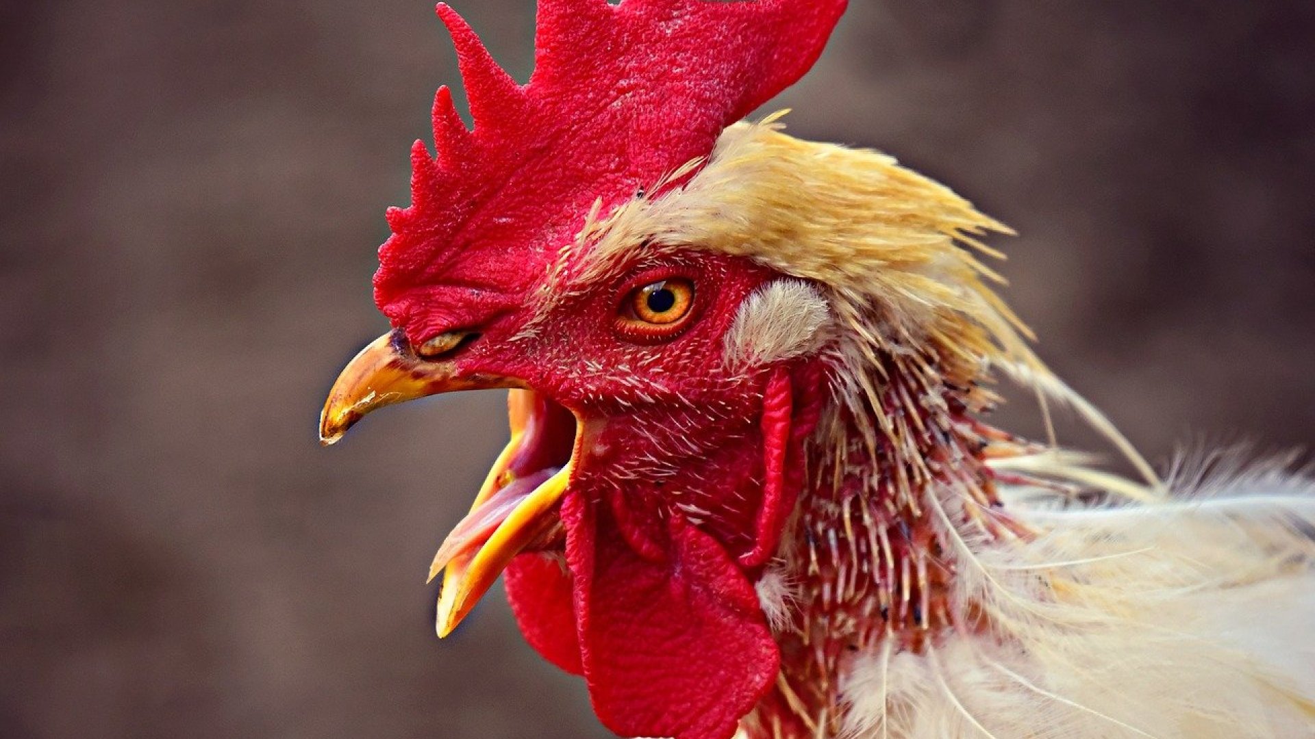 FRISS! Törvényi védelmet kapott a lócitrom!  FRISS! Törvényi védelmet kapott a lócitrom!