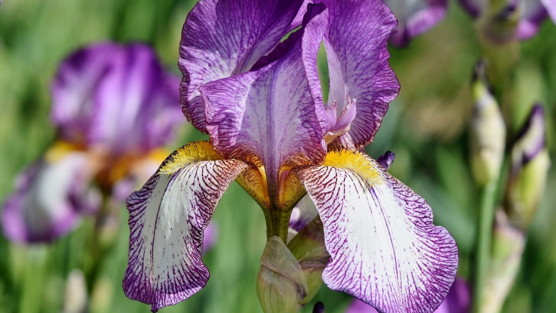 Csoda a kertben - A nőszirom bemutatása