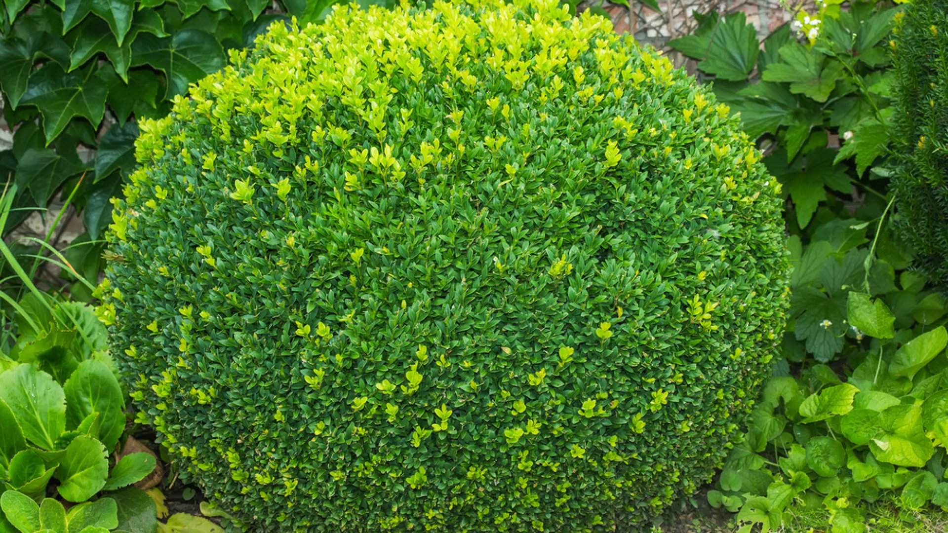 A buxus növényvédelme