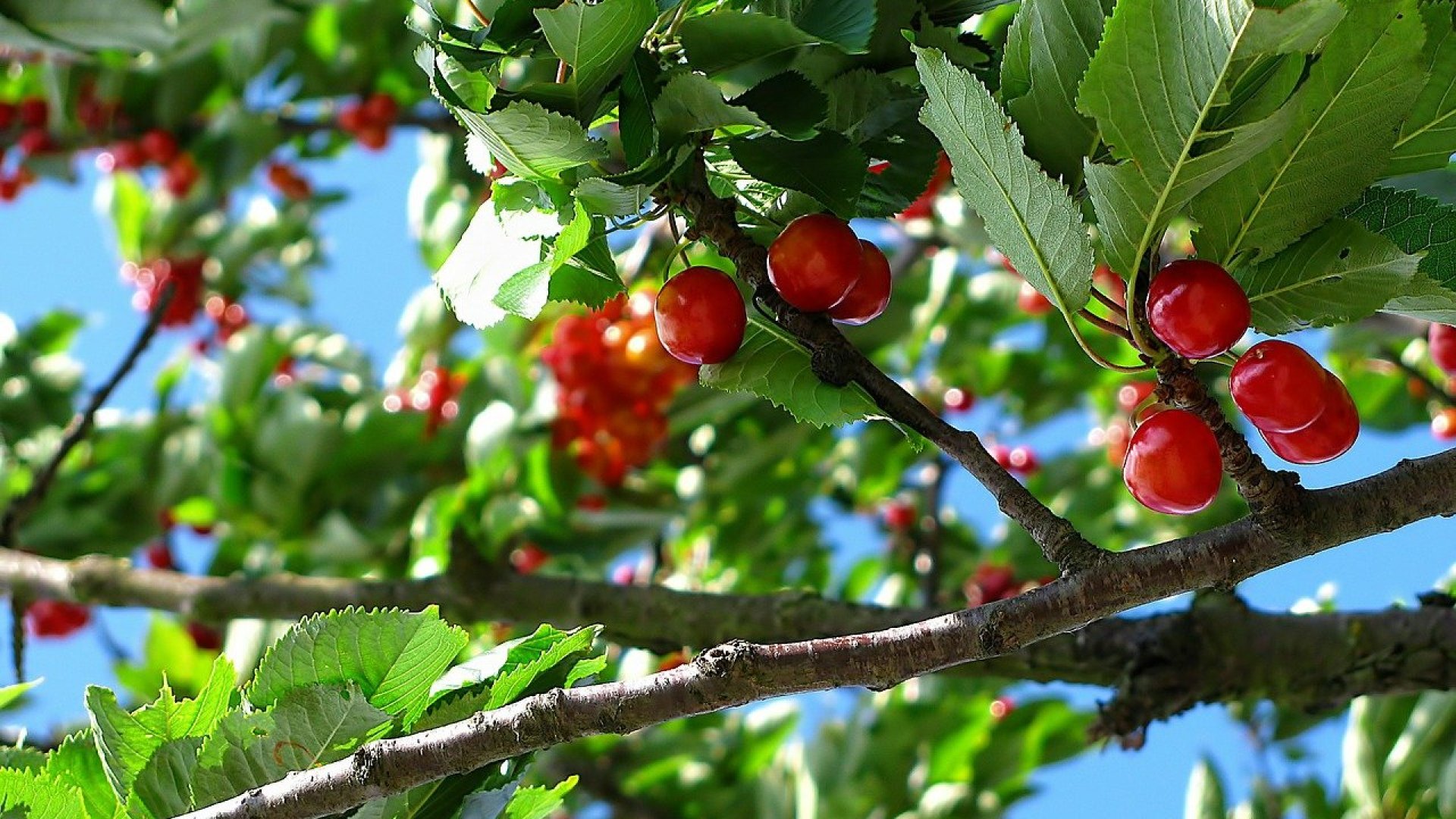A cseresznye szakszerű metszése A cseresznye szakszerű metszése