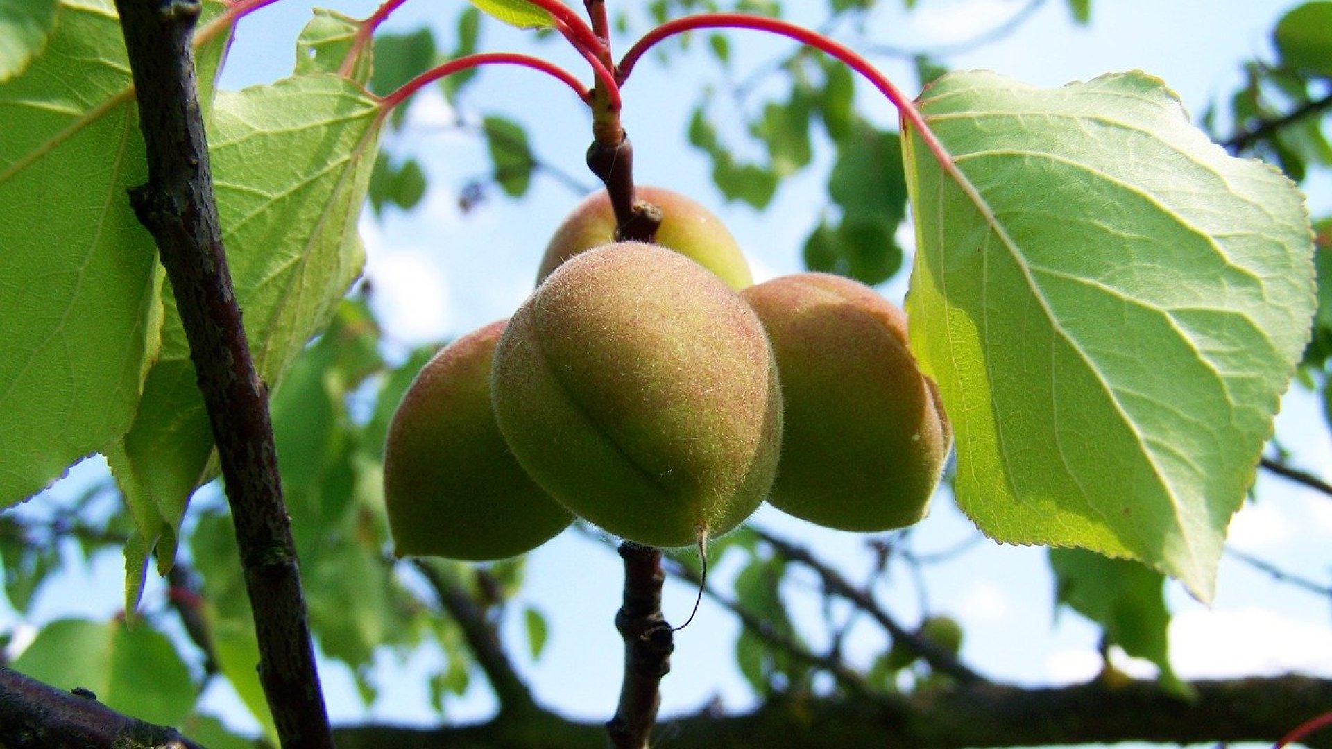 A kajszibarack növényvédelme