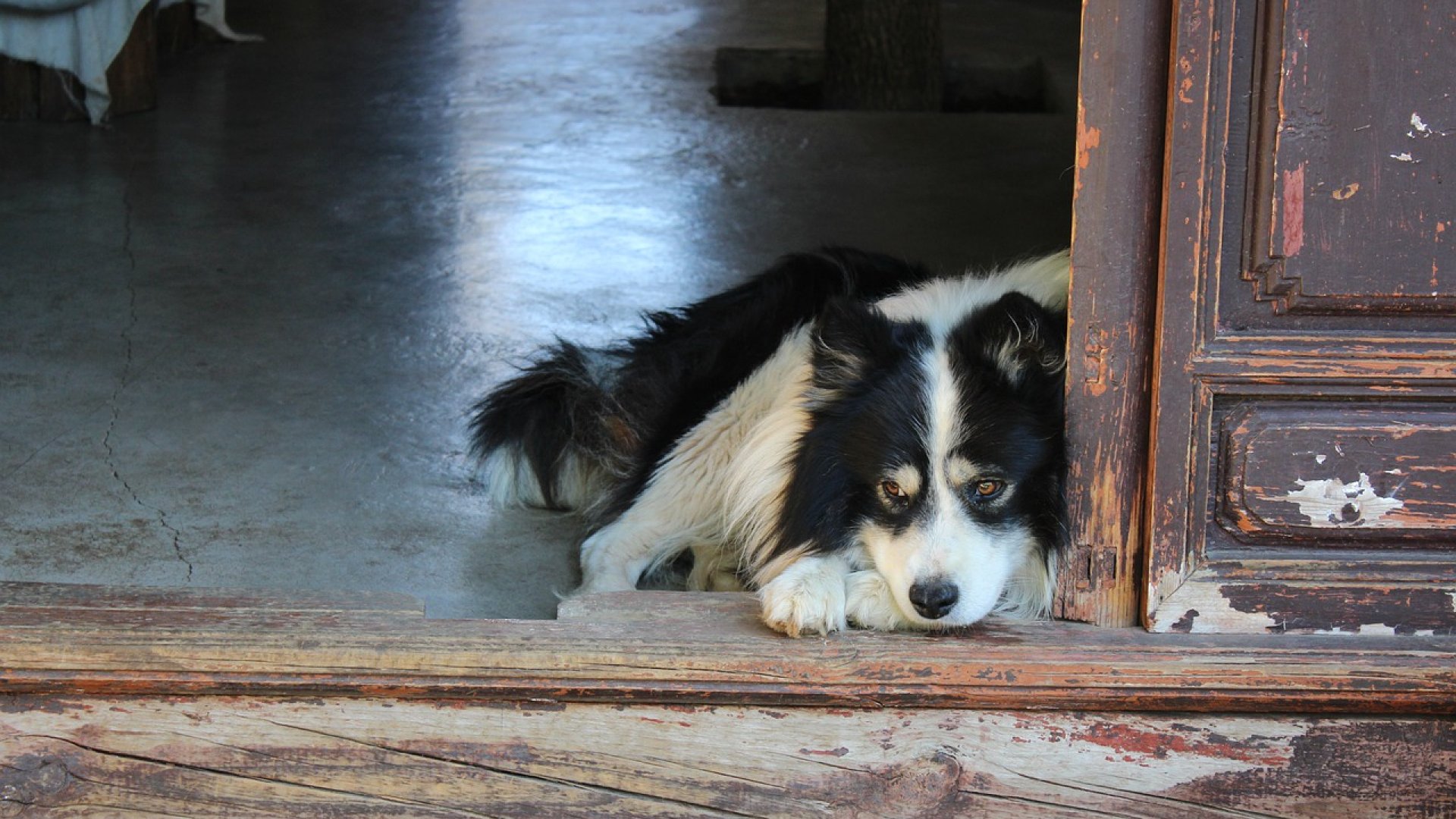 Hogyan viseld gondját öreg kutyádnak?