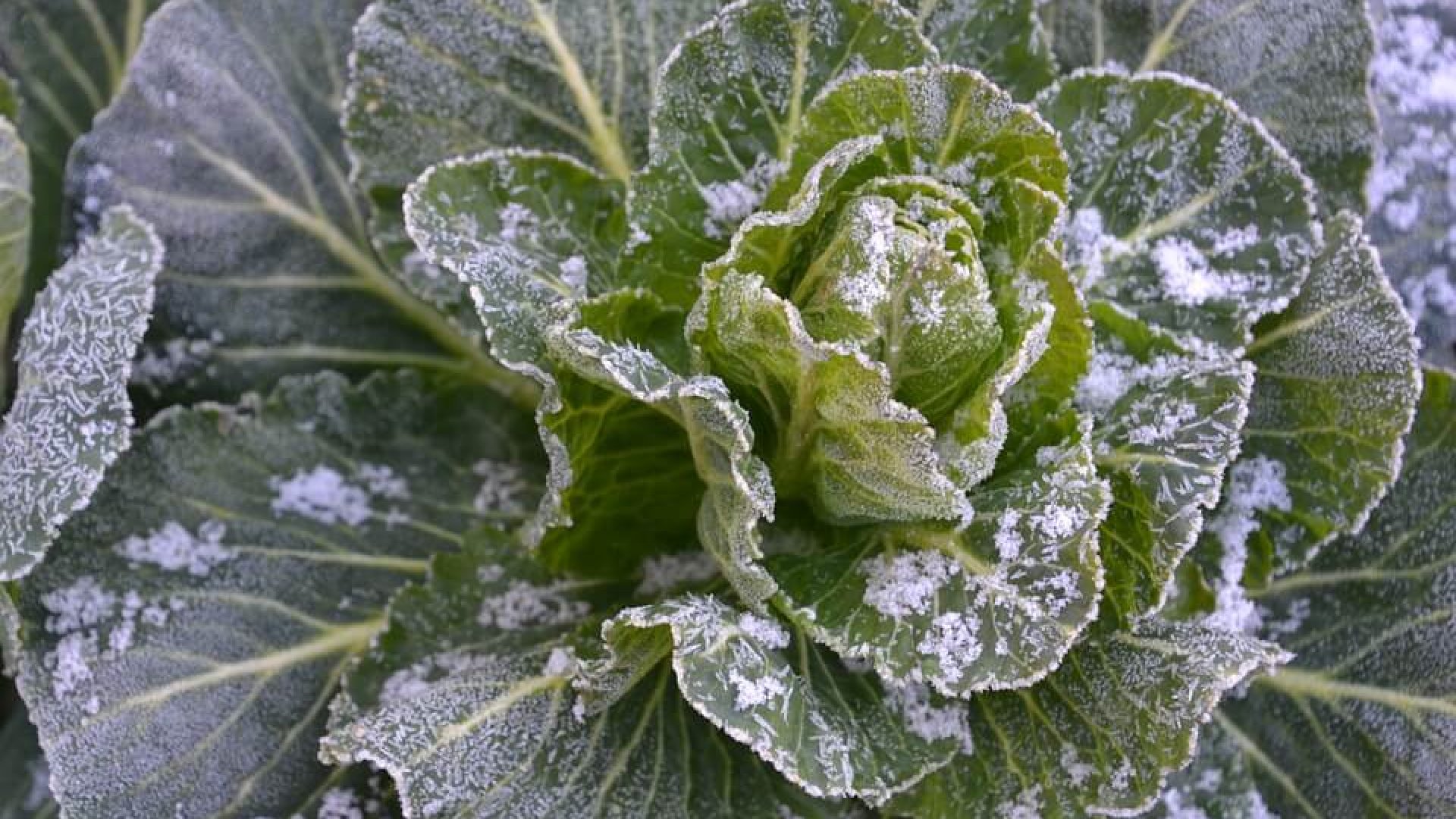 Konyhakert télen - Zöldségek, melyek télen is termeszthetőek