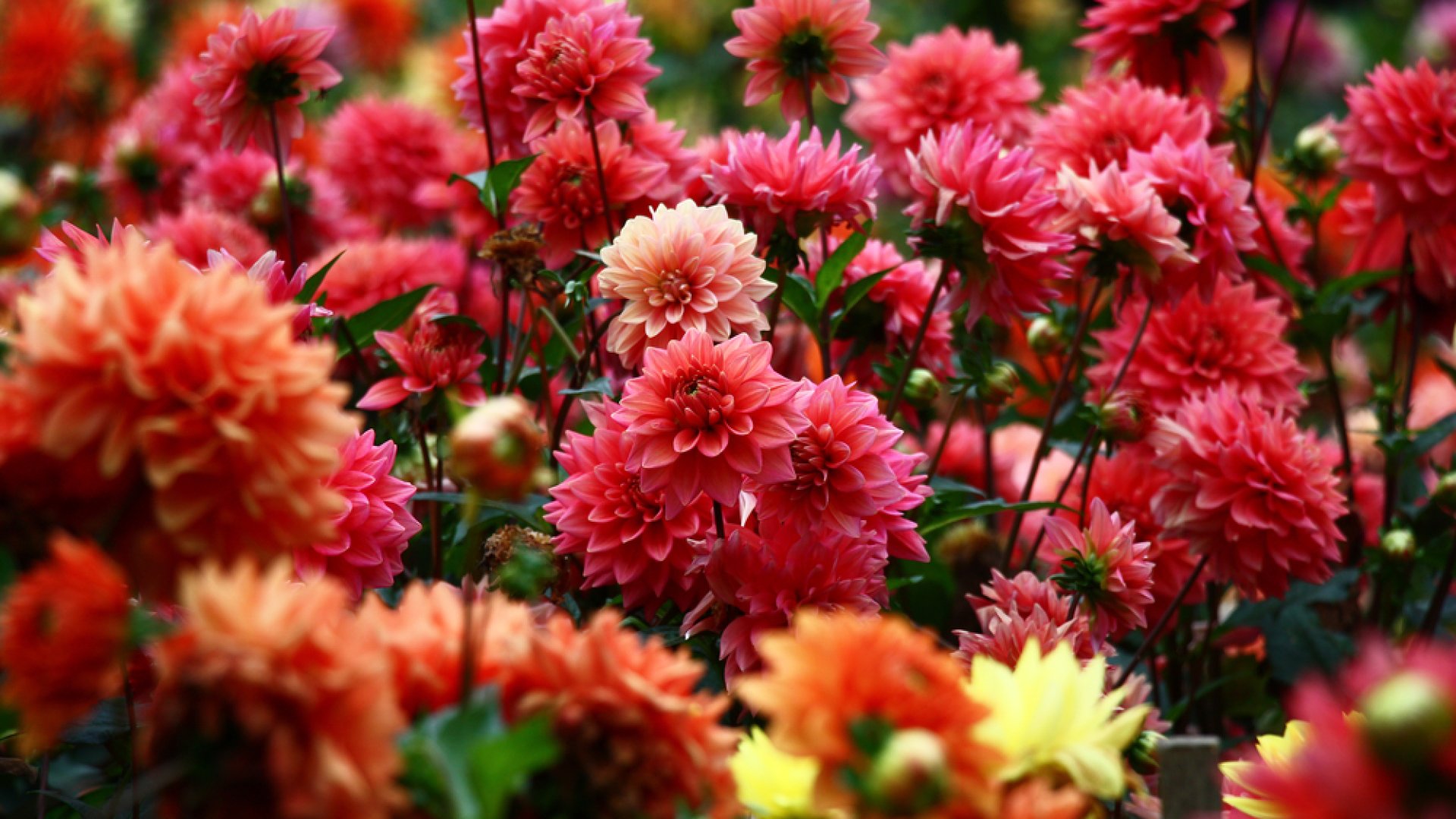 Hasznos tudnivalók a dália ültetéséről