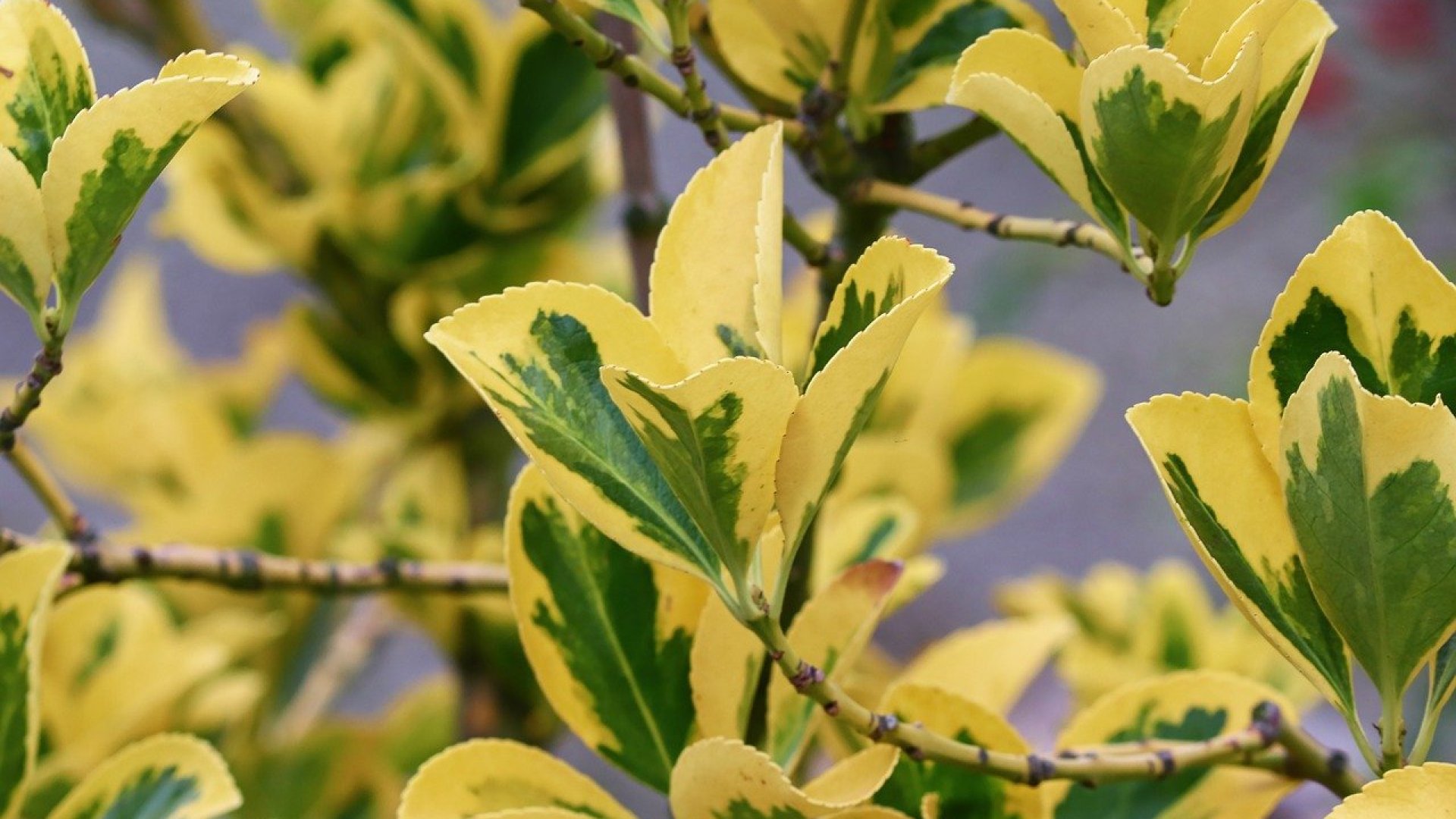 Személyes kedvencem, a kecskerágó