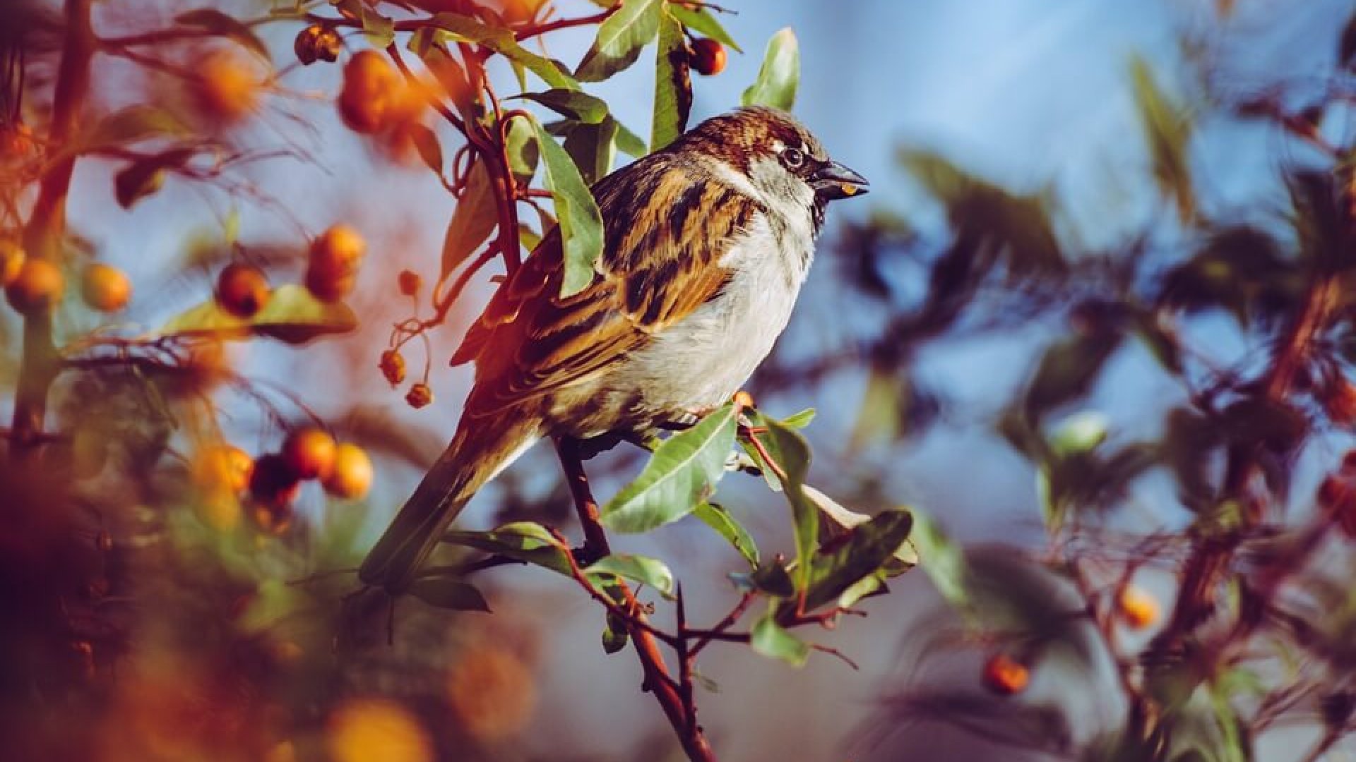 15 dekoratív cserje, hogy kerted vonzza a madarakat télen