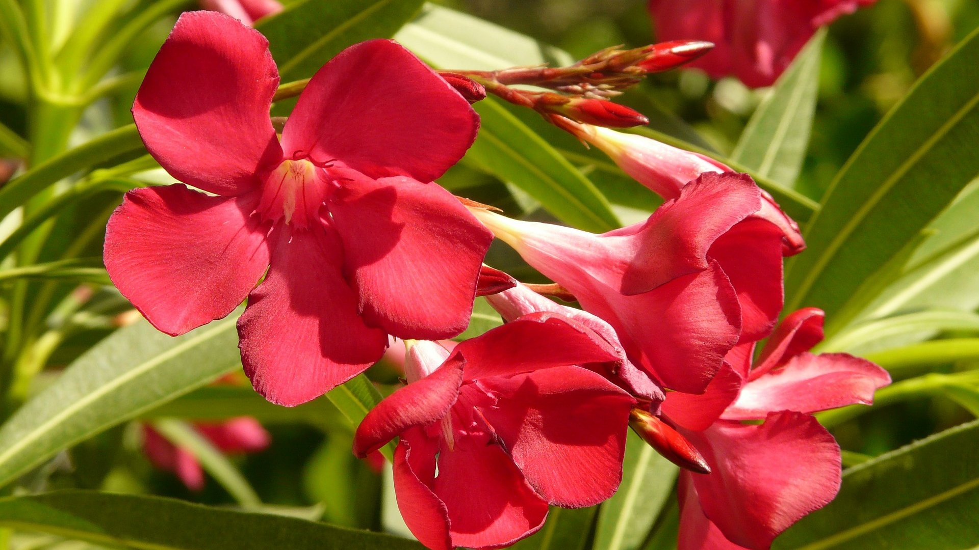 Elfagyott a leanderem, mit tegyek? 