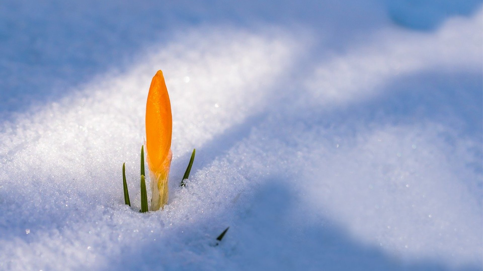 Tél kedvelő növények - nekik nem okoz gondot a fagy!