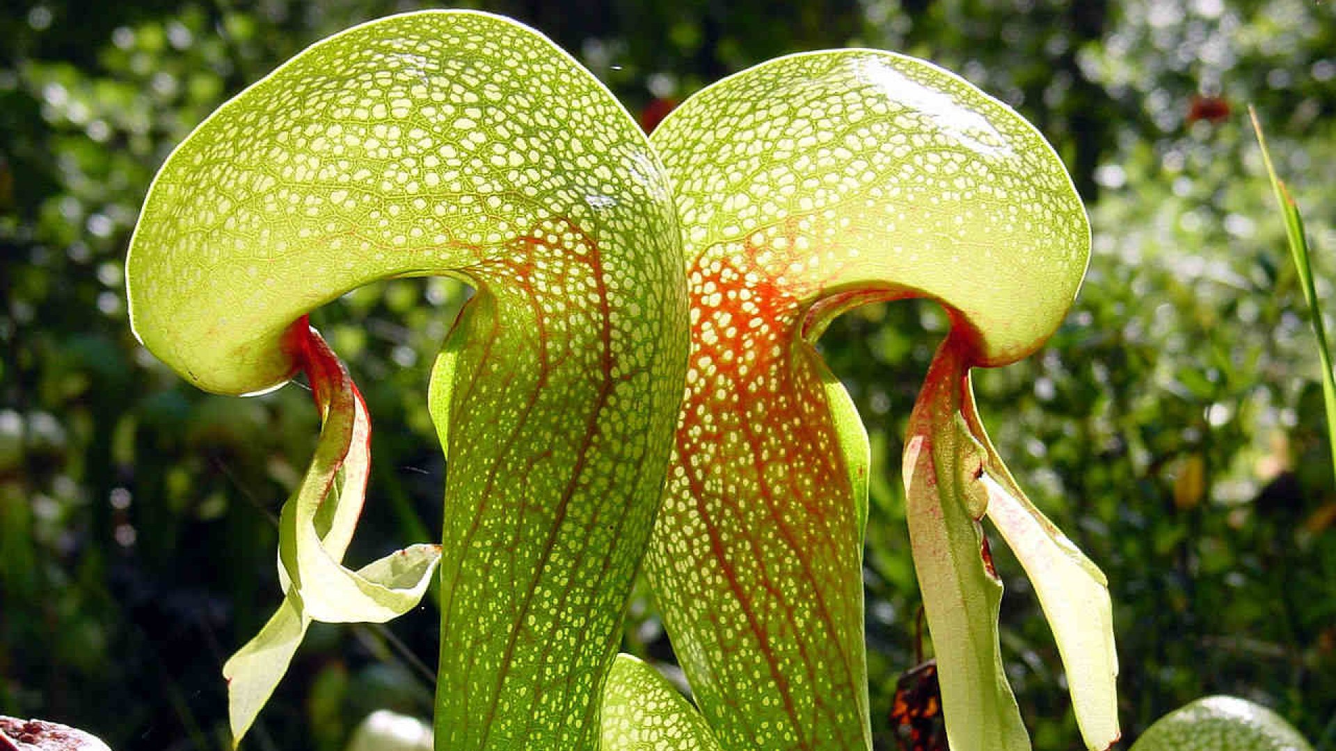 Gyönyörű és hasznos – Így termessz te is rovarevő kobraliliomot!