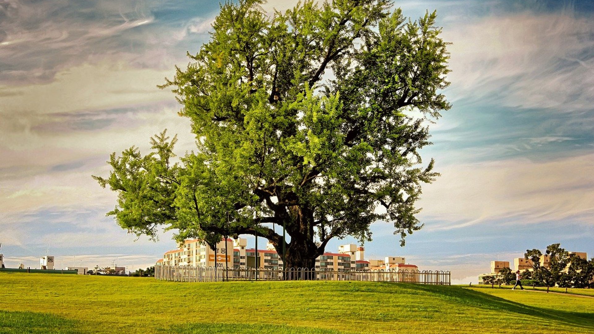 Az 1000 évig élő csodanövény – A páfrányfenyő