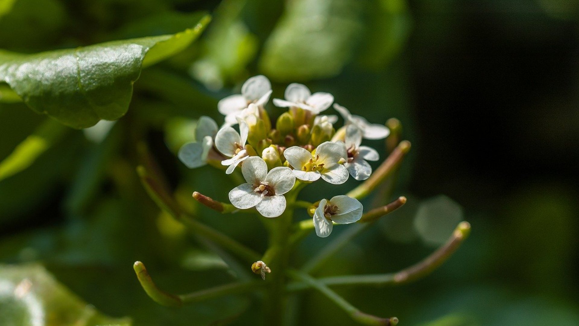 Az alig ismert csoda - Minden a vizitormáról