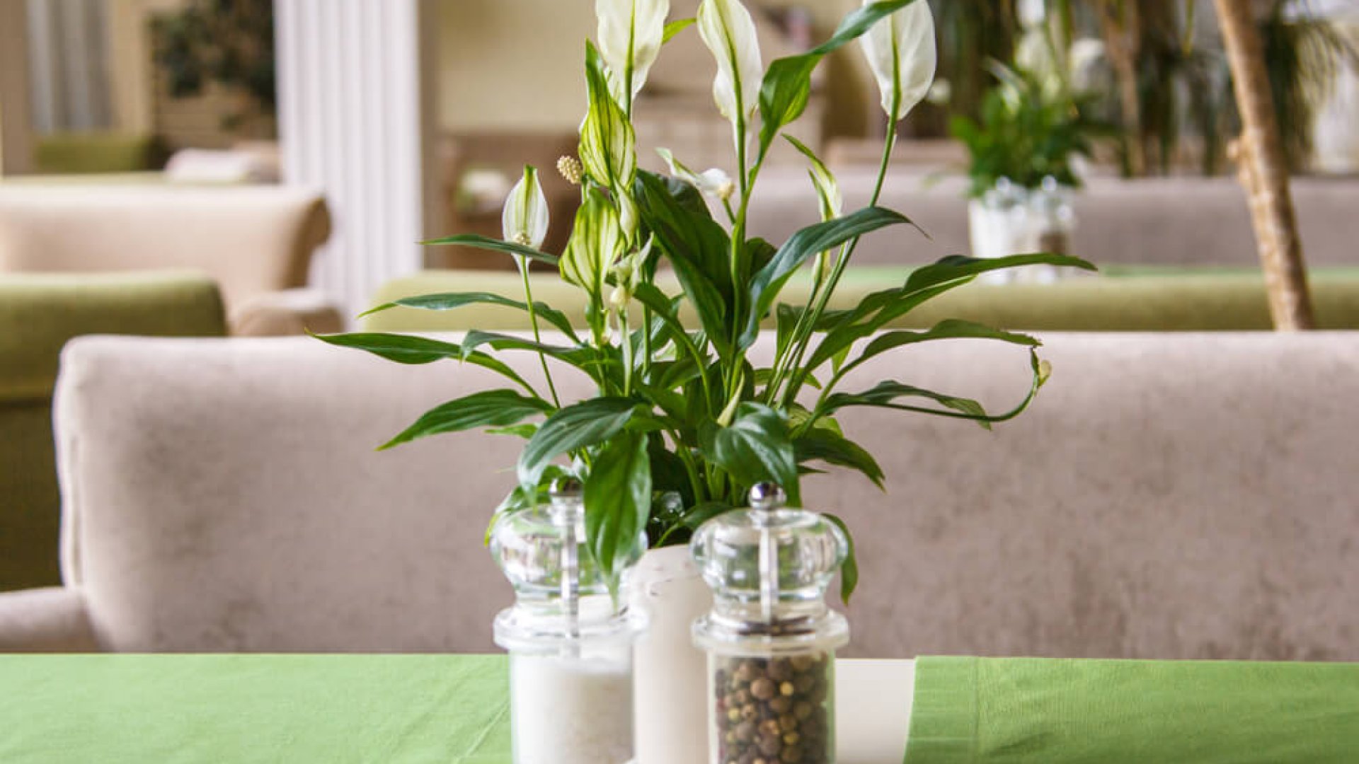 Bemutatkozik a vitrolavirág