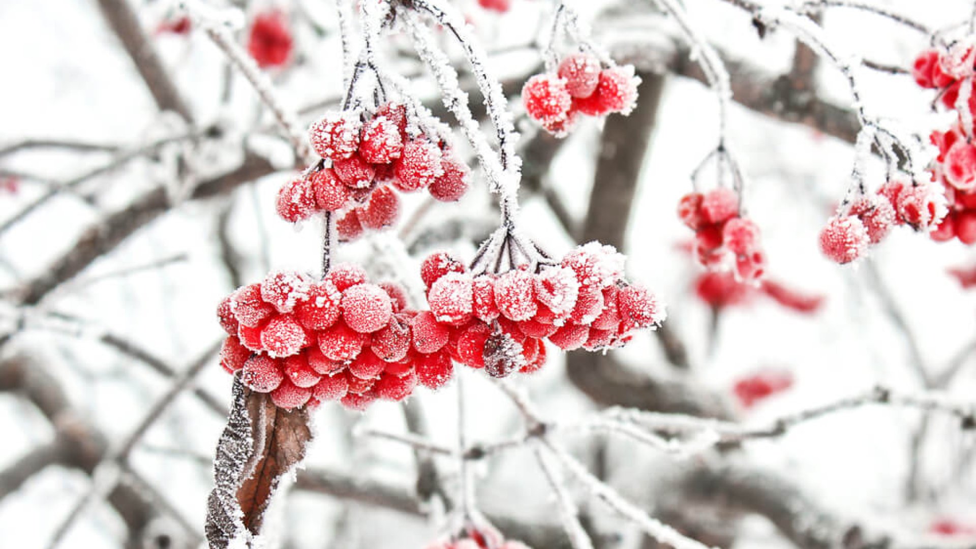 Így óvd meg növényeid a hótól