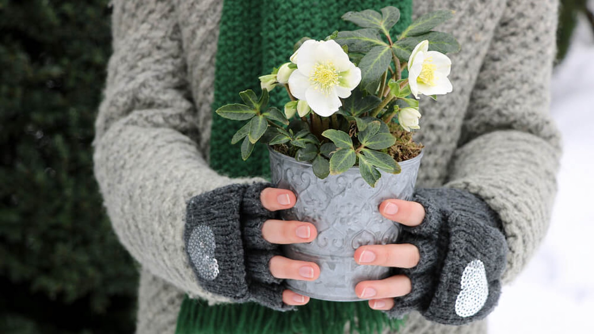 Egy téli virág felfedezése - a fekete hunyor