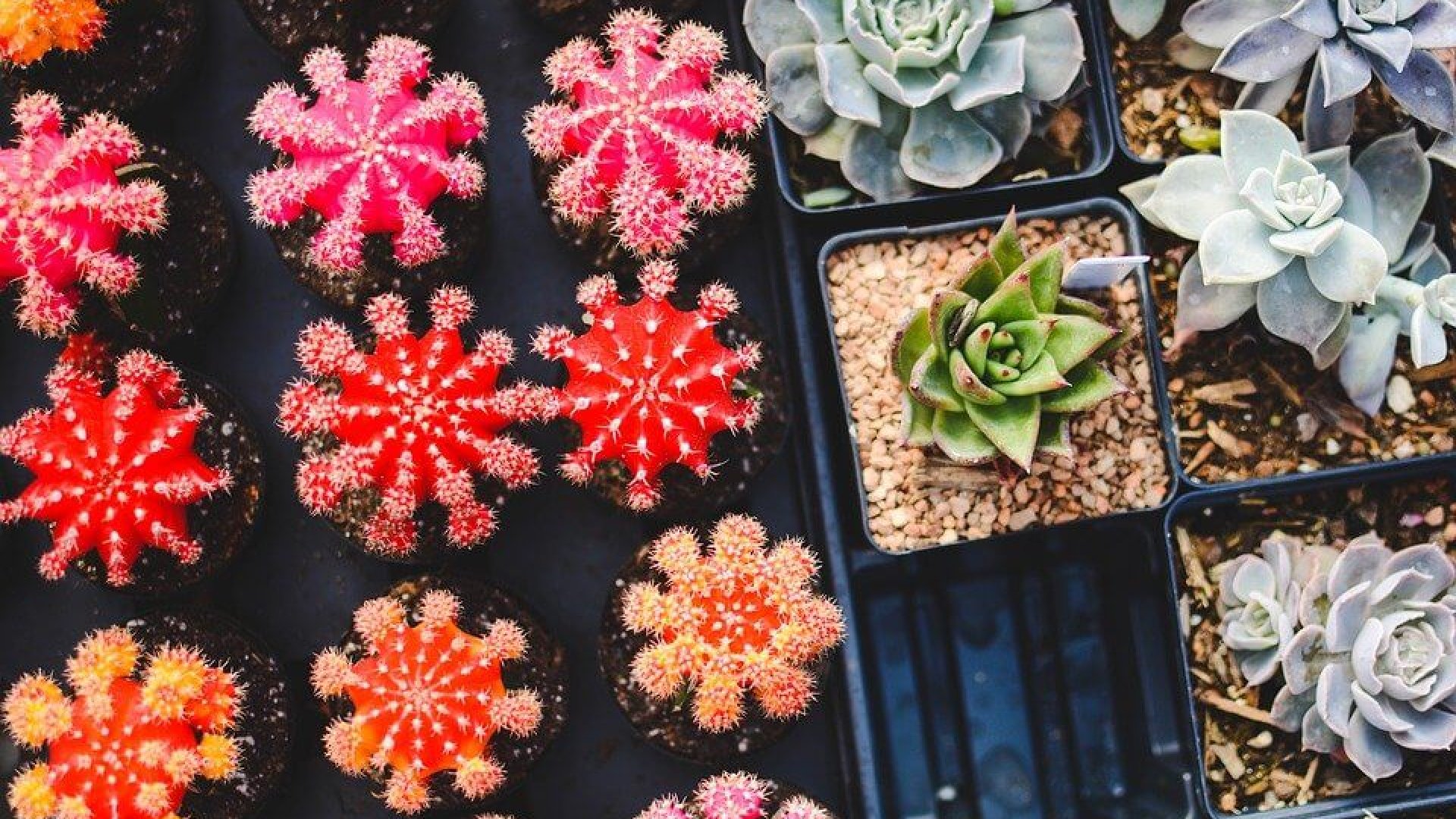 A biztonságos és egyszerű módszer kaktuszaid átültetésére!