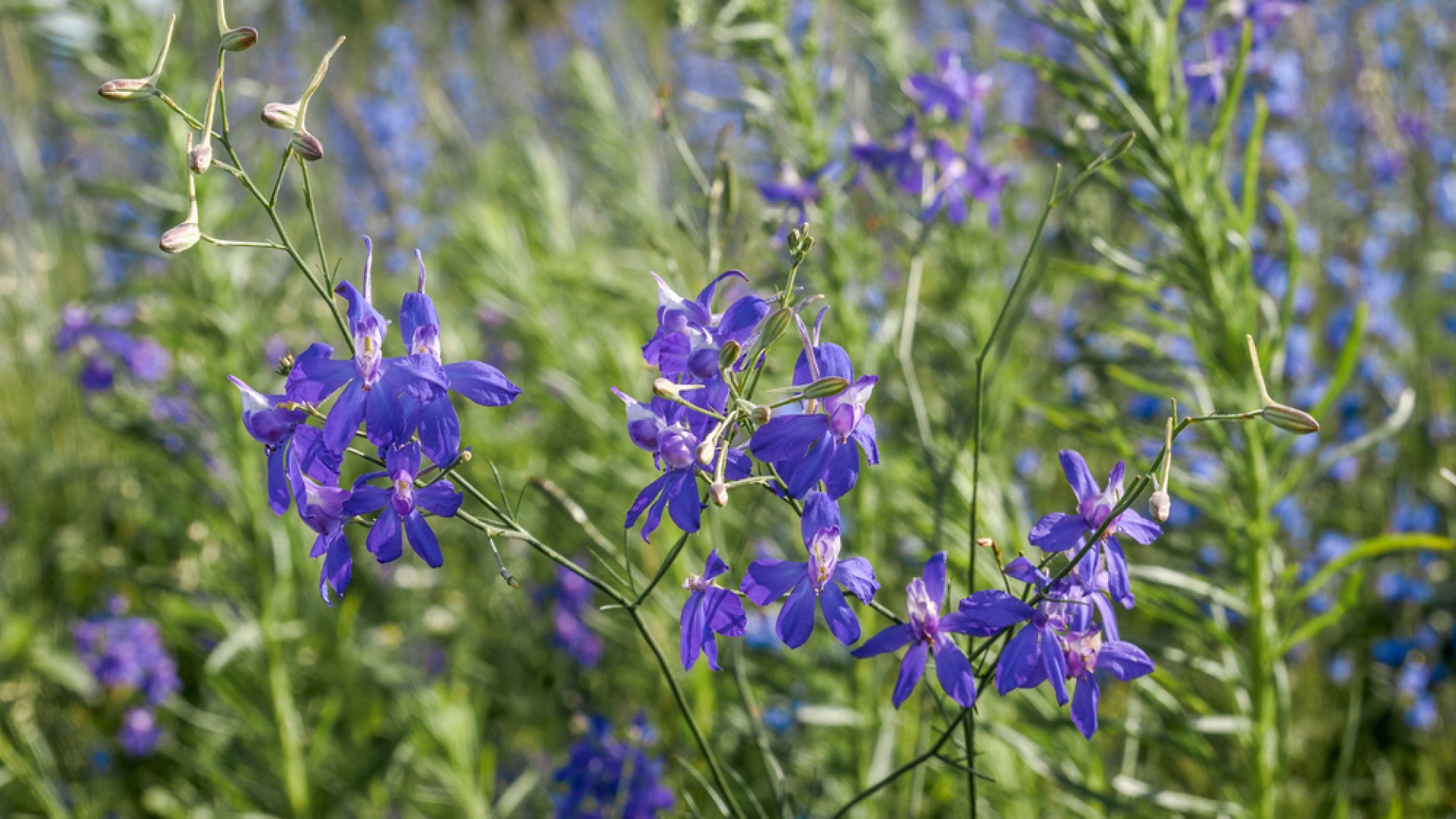 Nagyszüleink kedvelt virága - A szarkaláb