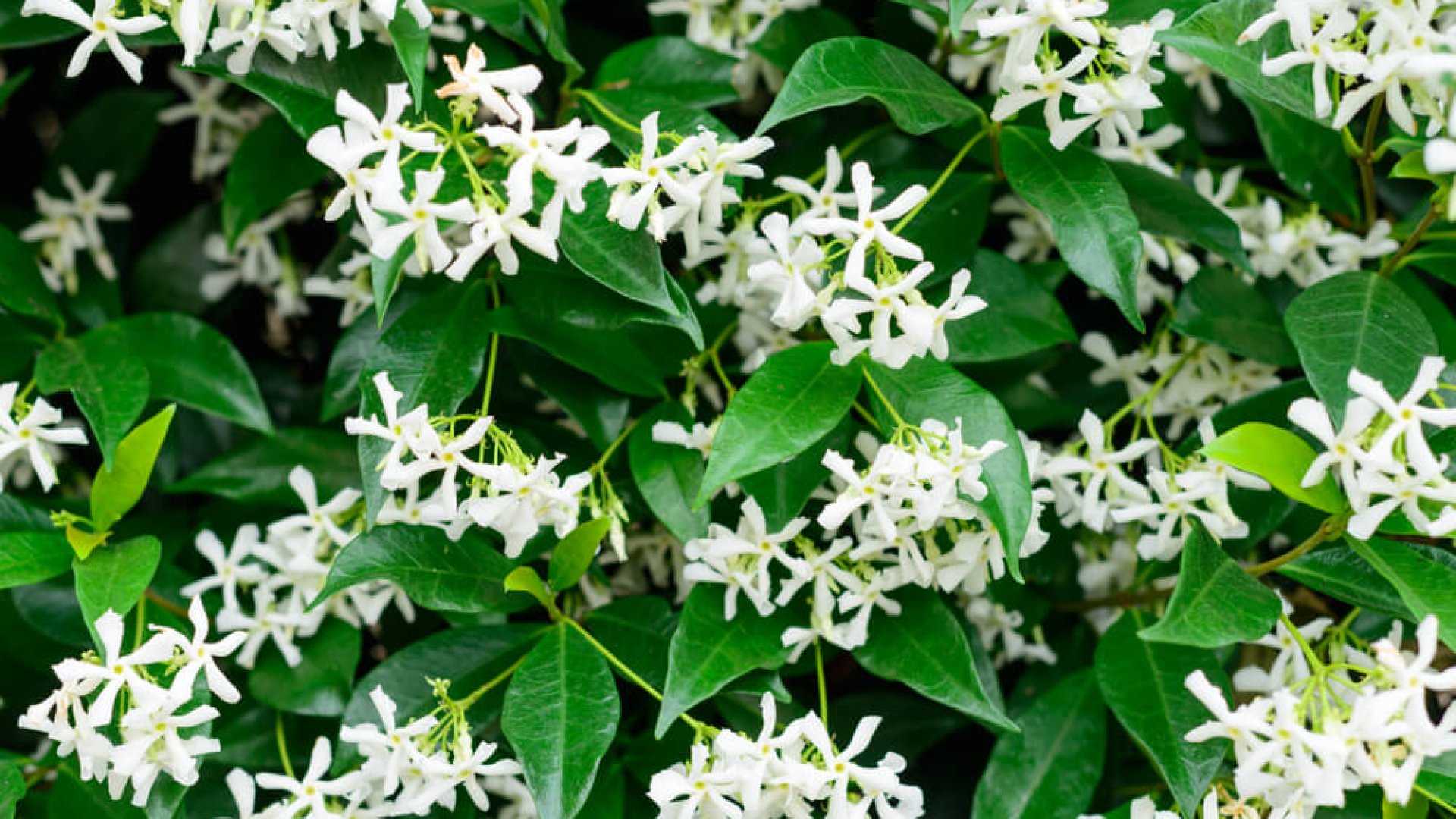 Csillagjázmin - virágzó fal nyáron, zöld felület télen