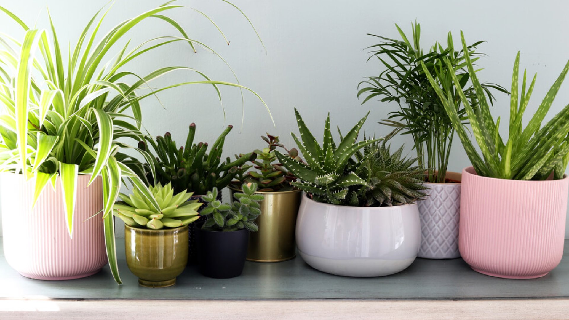 Milyen kaspót válasszunk szobanövényeinknek?