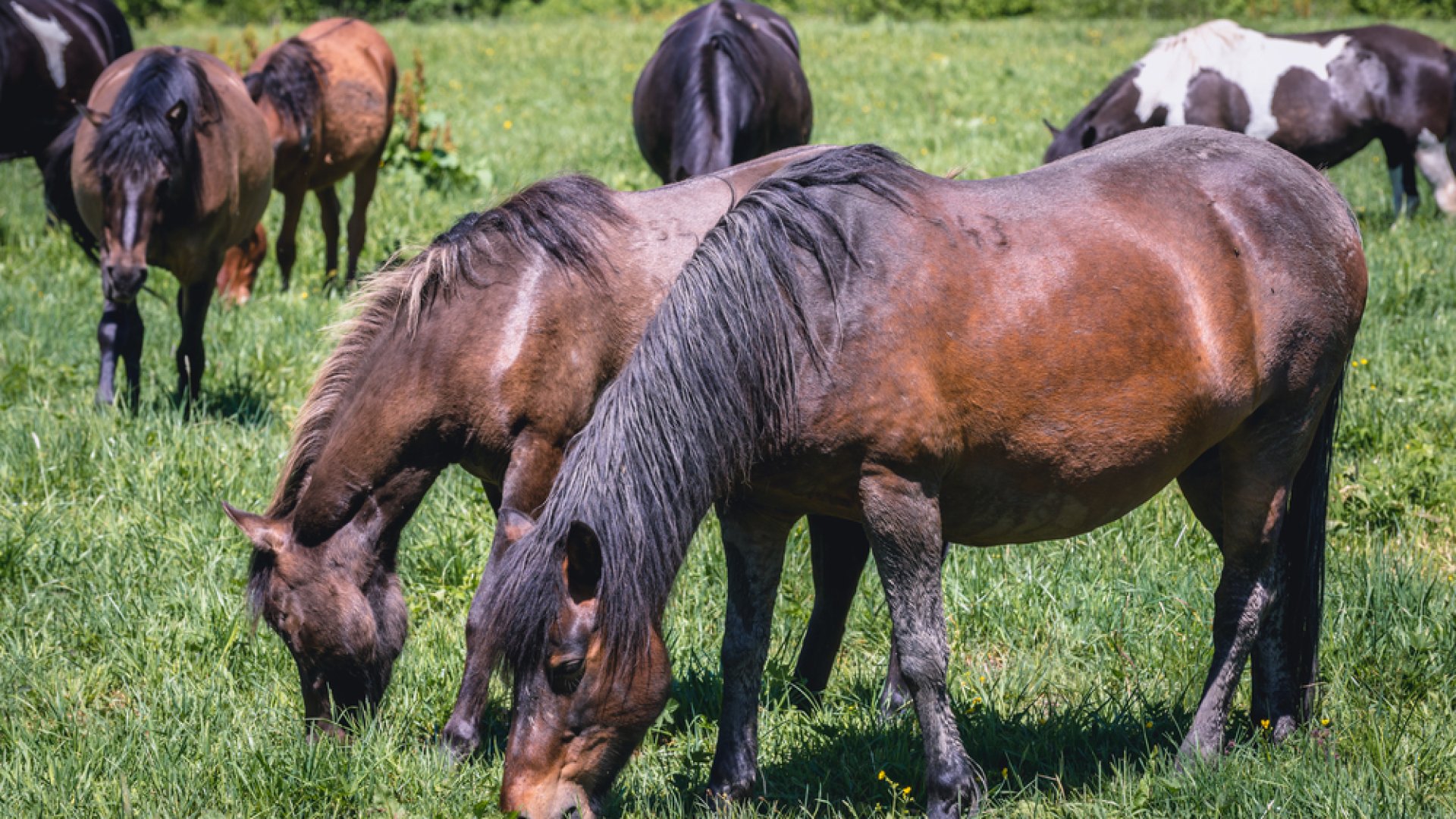 A Kárpátok pónija – A hucul bemutatása