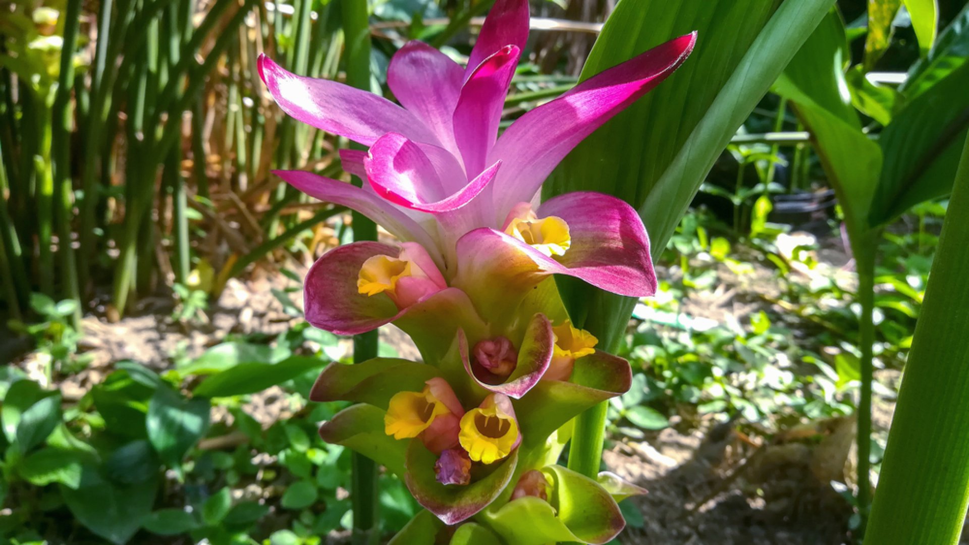 A lakásban nevelt kurkuma virága az orchideánál is szebb!