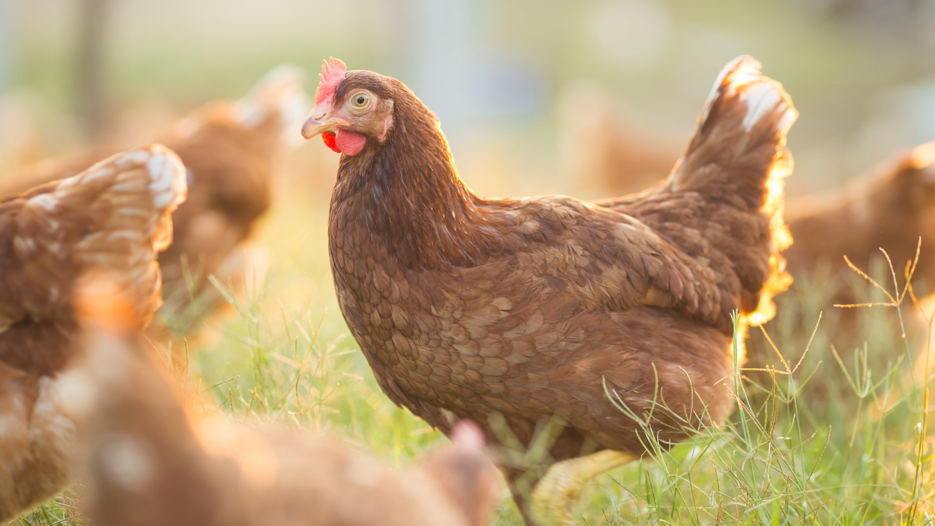 Büszkeségeink, a magyar tyúkok - ez történt velük a II. világháború után