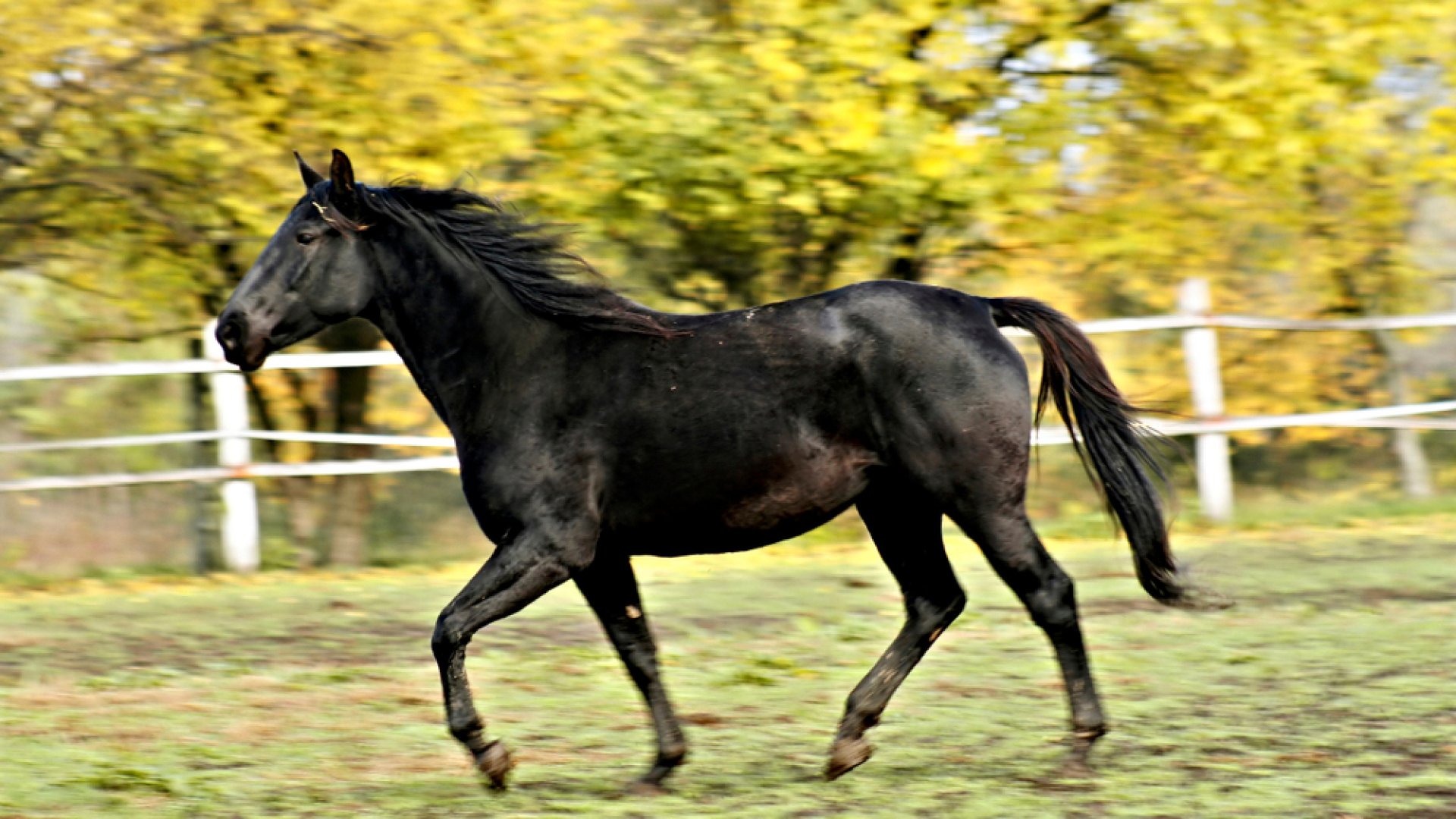 Csodálatos magyar lófajta – A nóniusz bemutatása