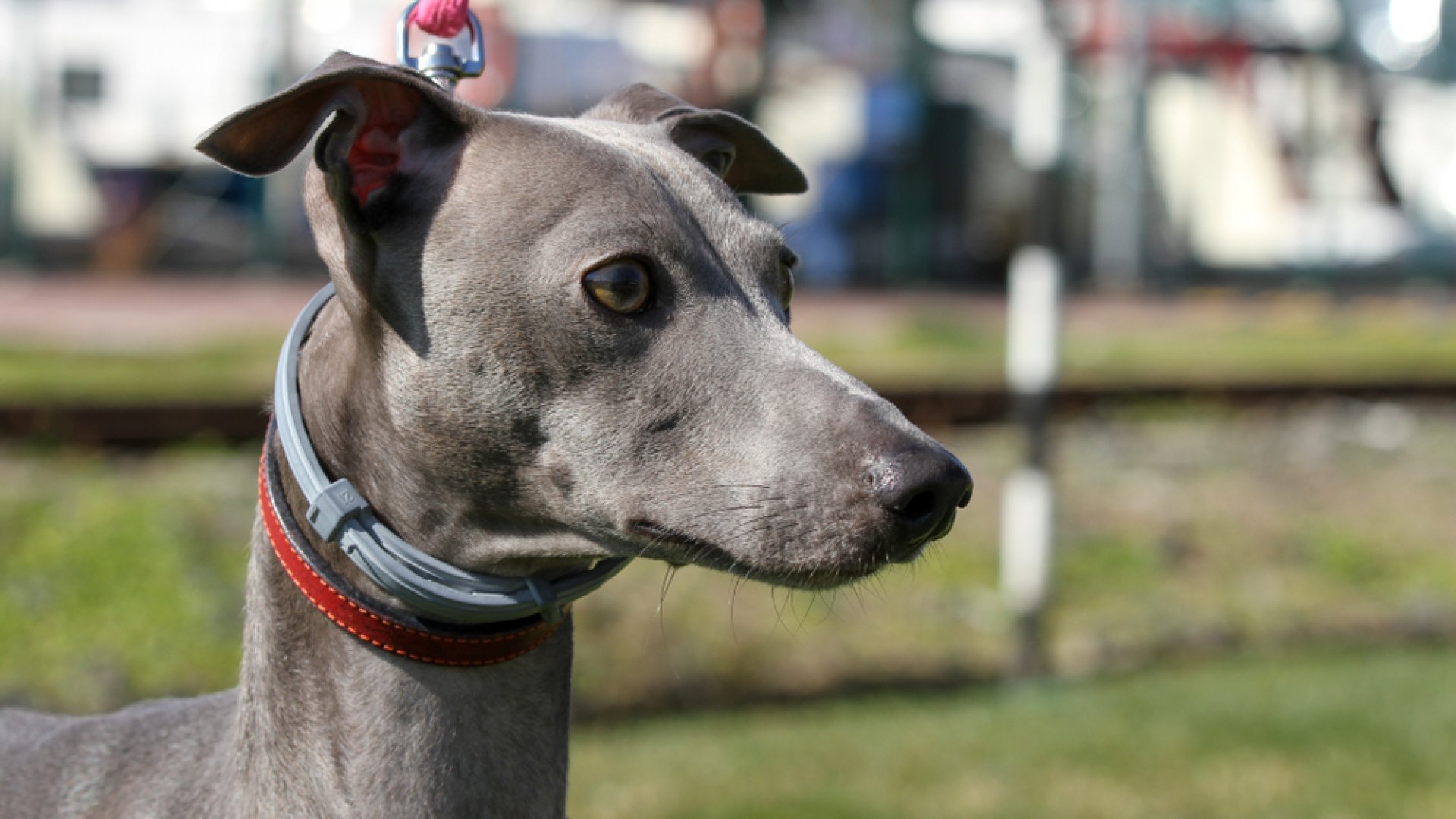Magyar kutyabüszkeségeink – A magyar agár