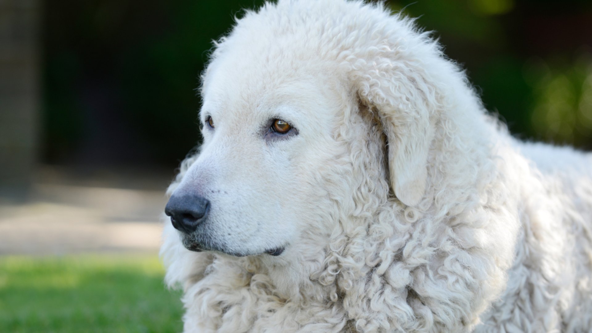 Ősi kutyafajták nyomában – A csodálatos kuvasz