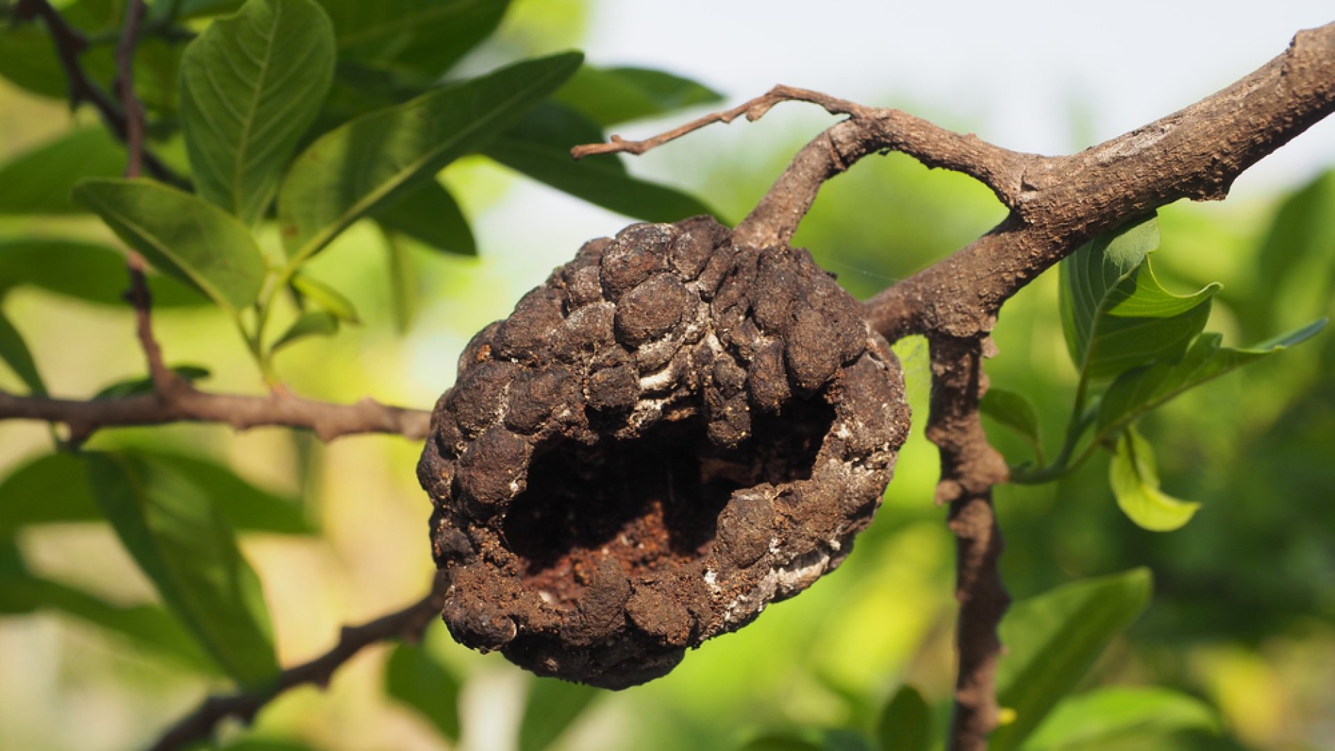 Ezért távolítsuk el mindenképp a gyümölcsmúmiákat! 