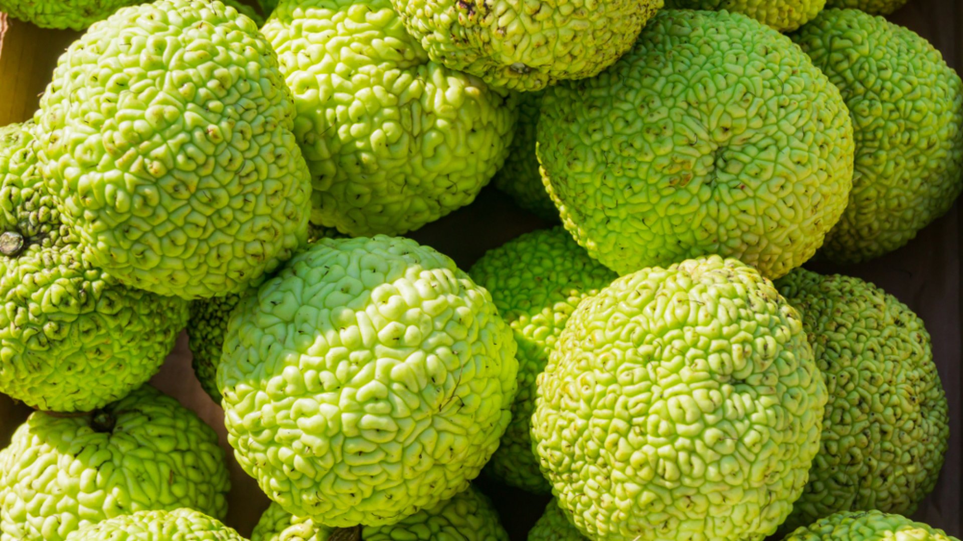 Gyerekkorunk furcsasága - A narancseper bemutatása